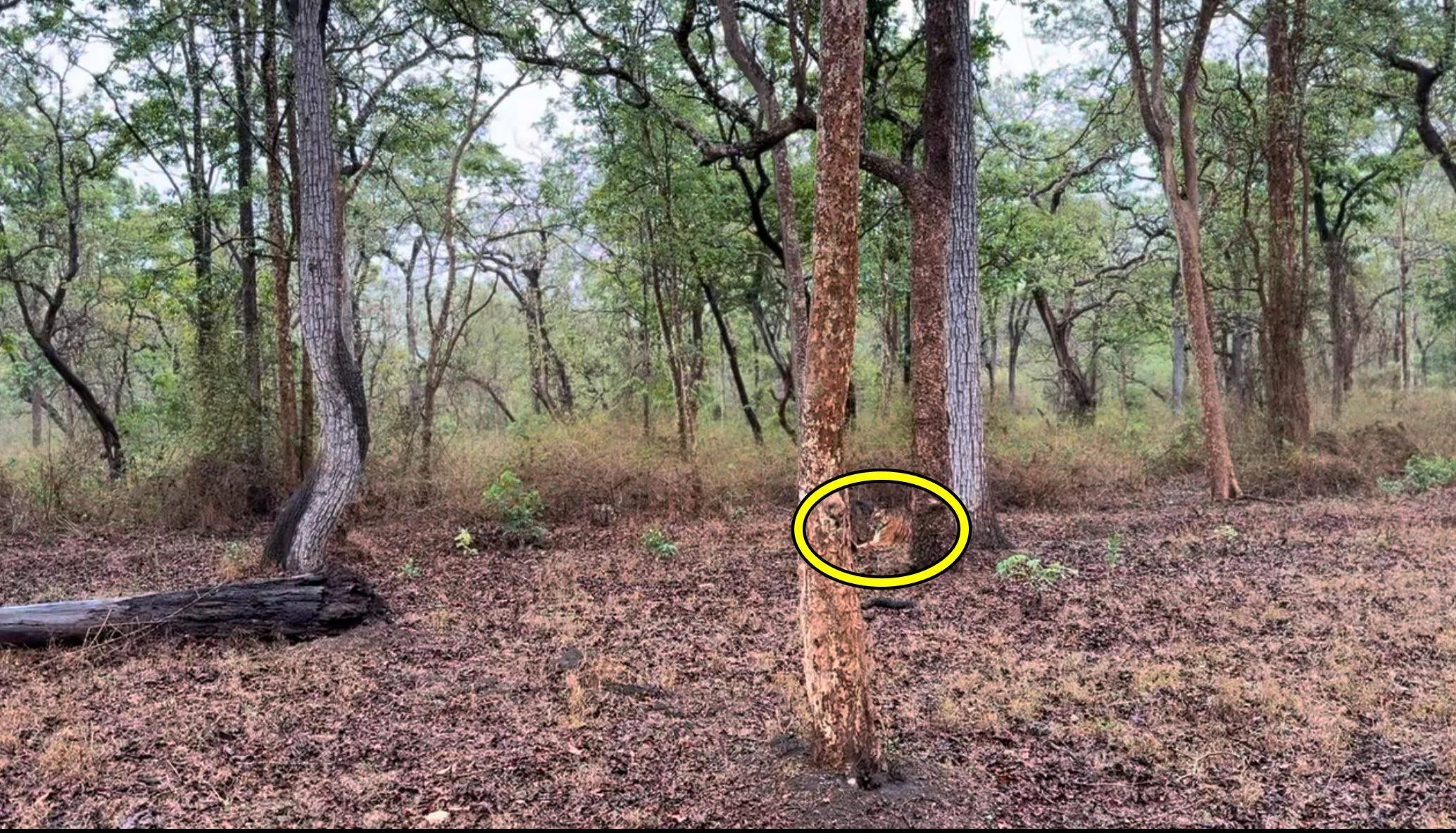 Find The Tiger 3