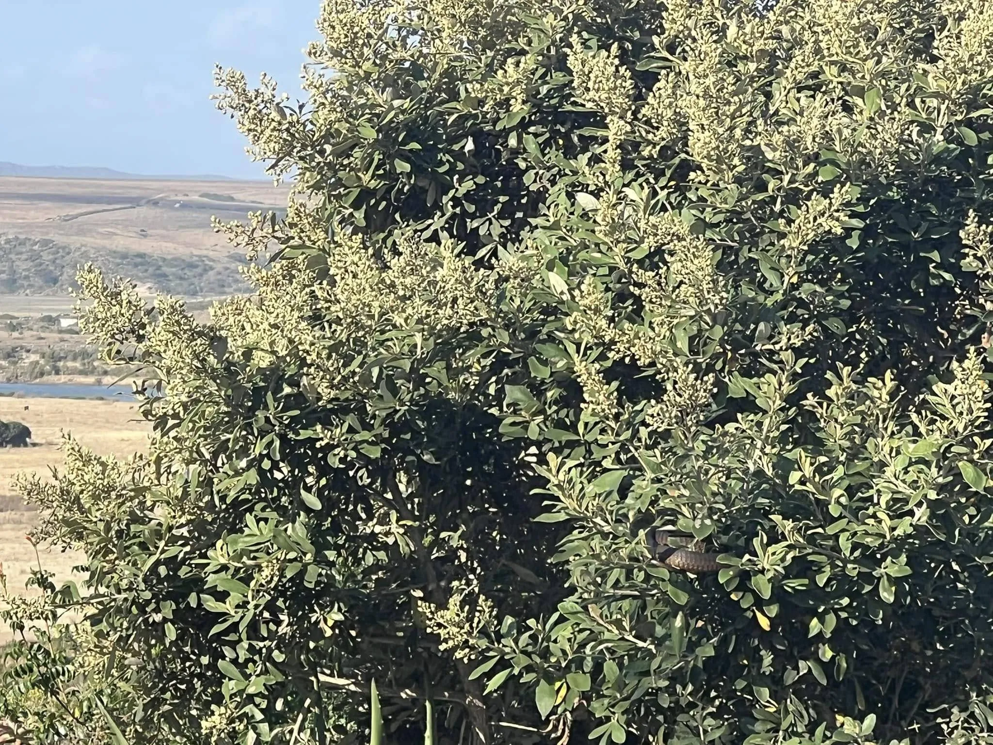 Find The Snake look