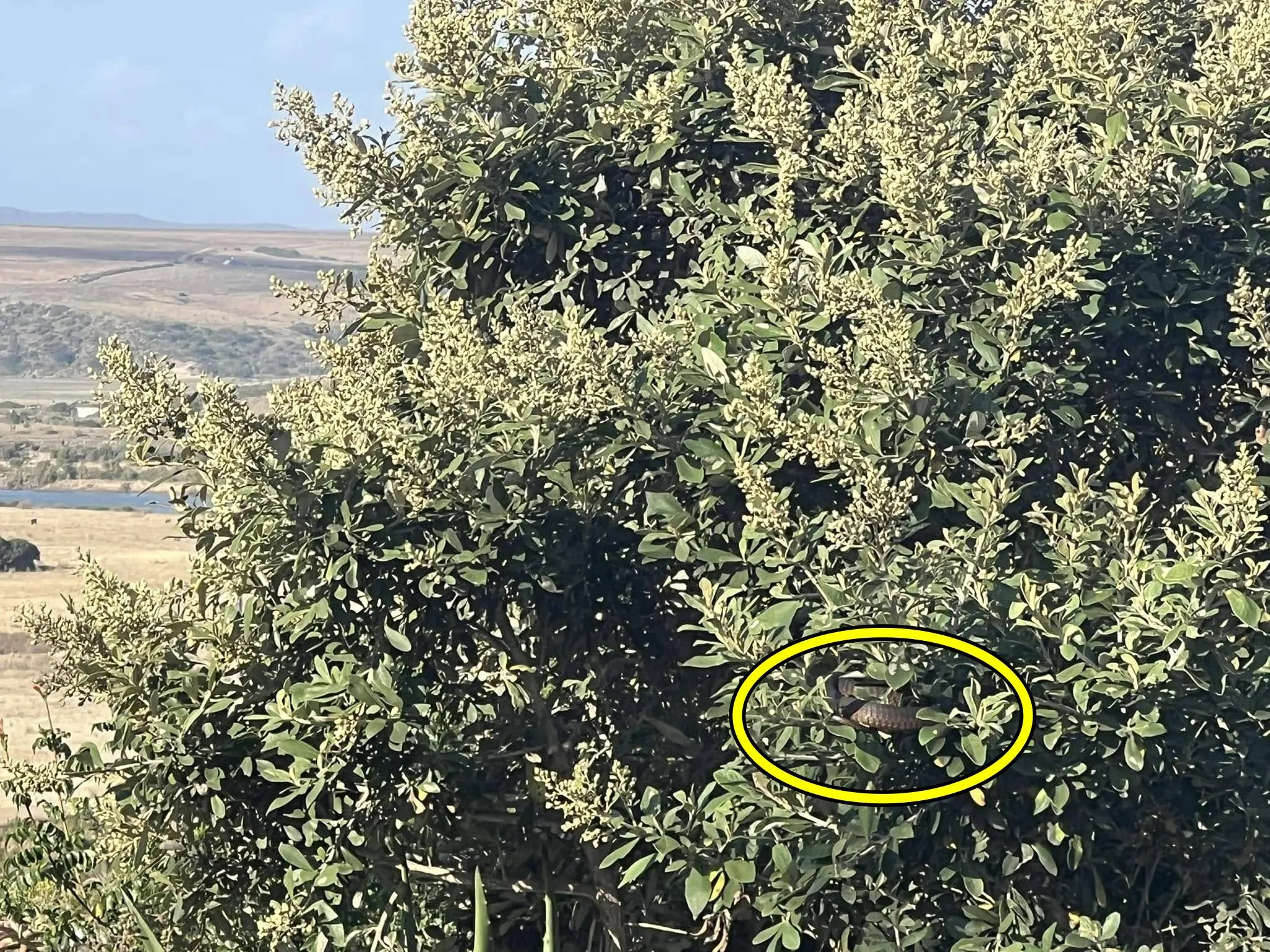 Find The Snake look