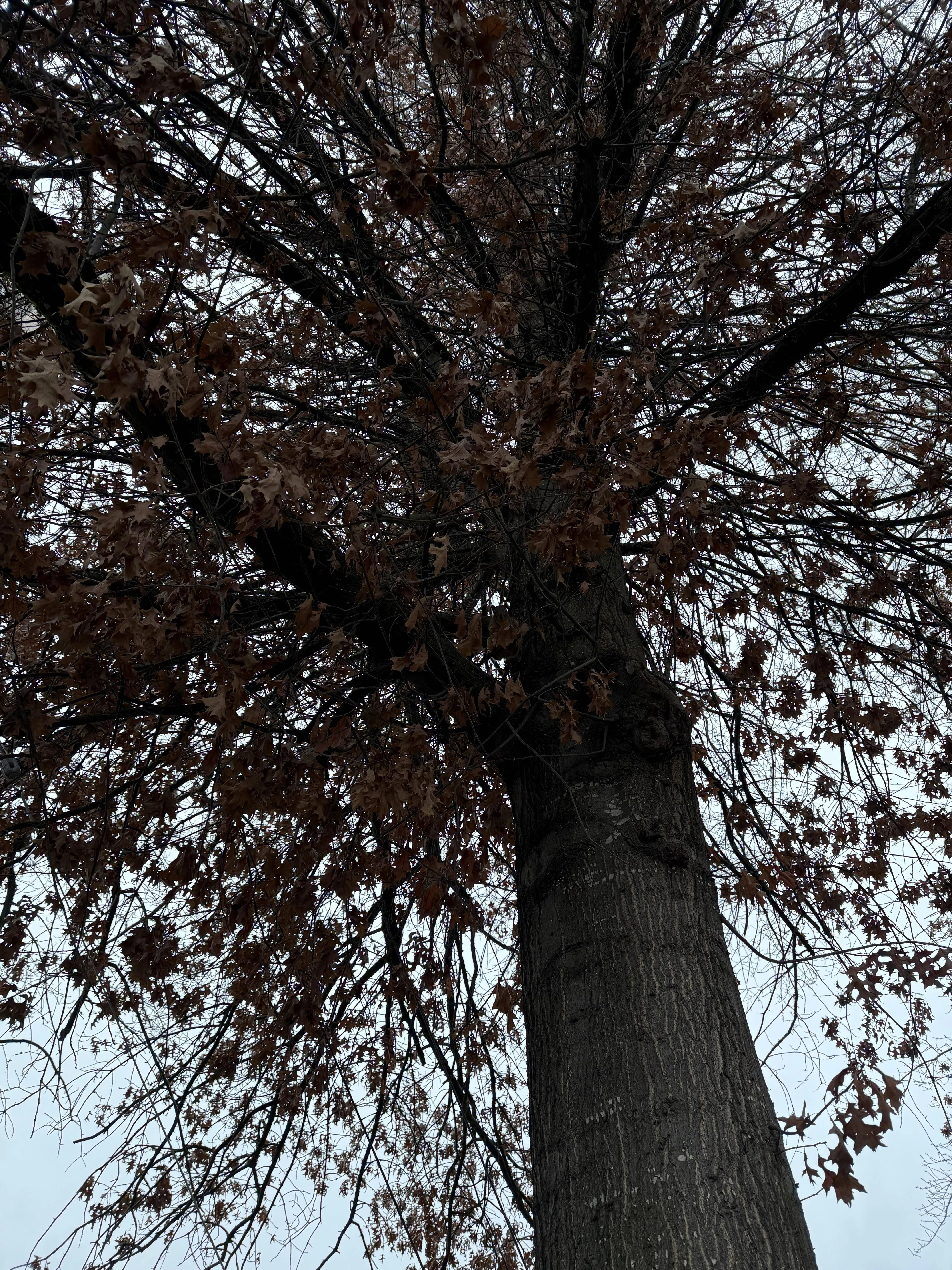 find squirrel 