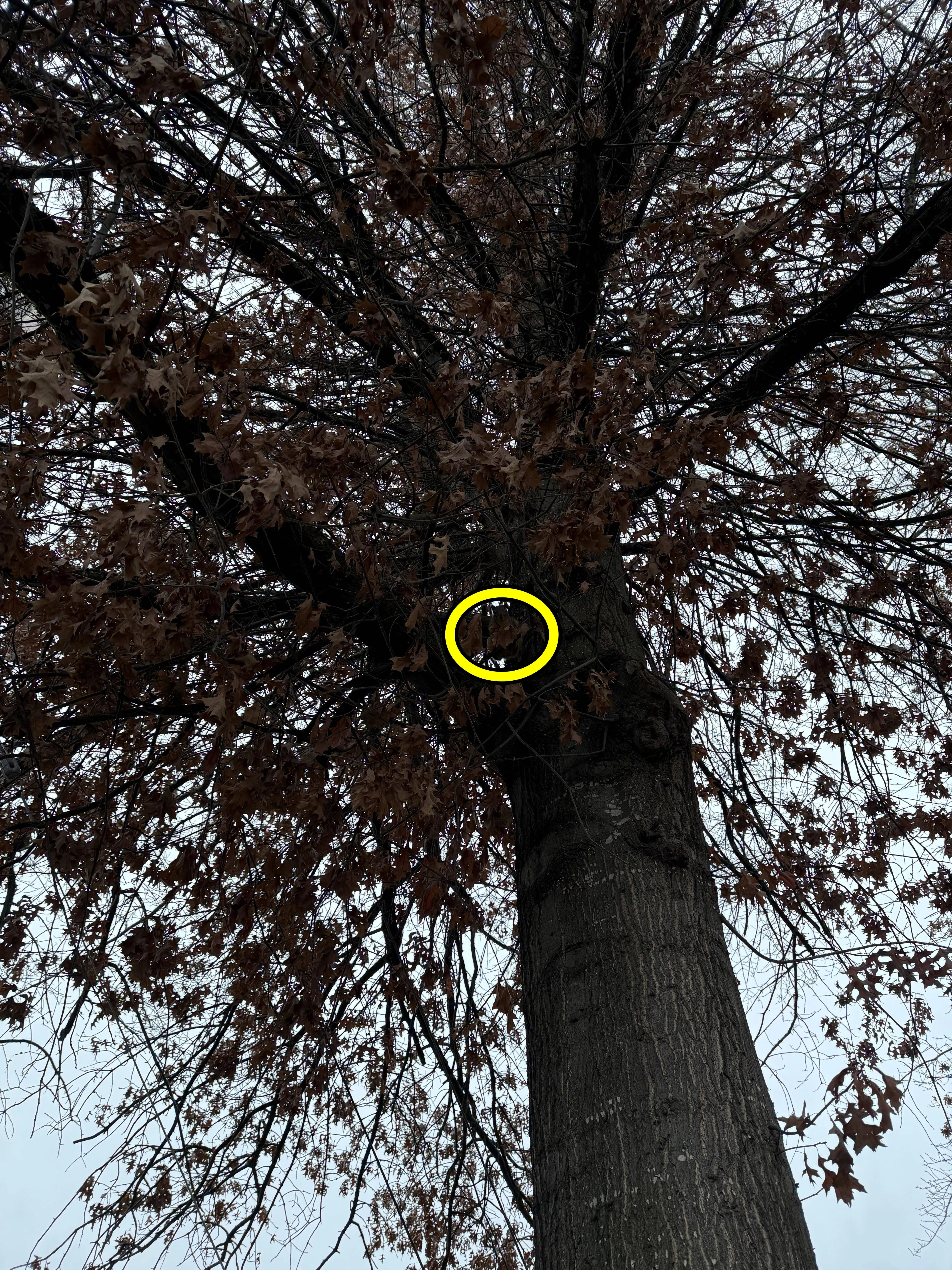 find squirrel 