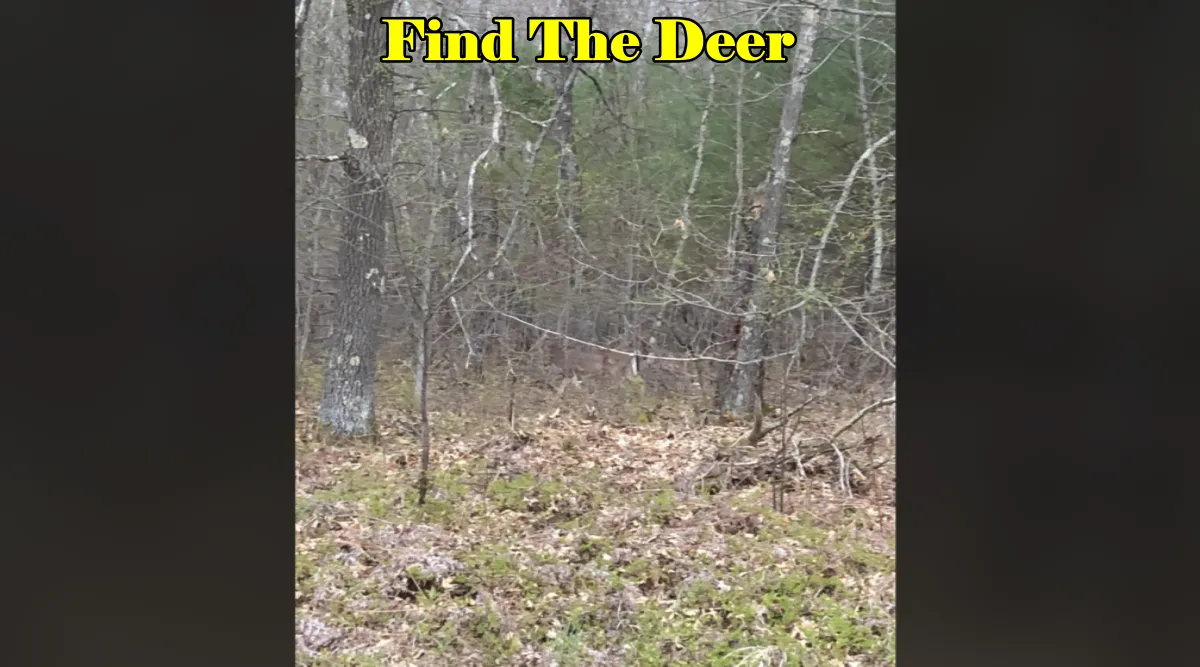 find Deer 3