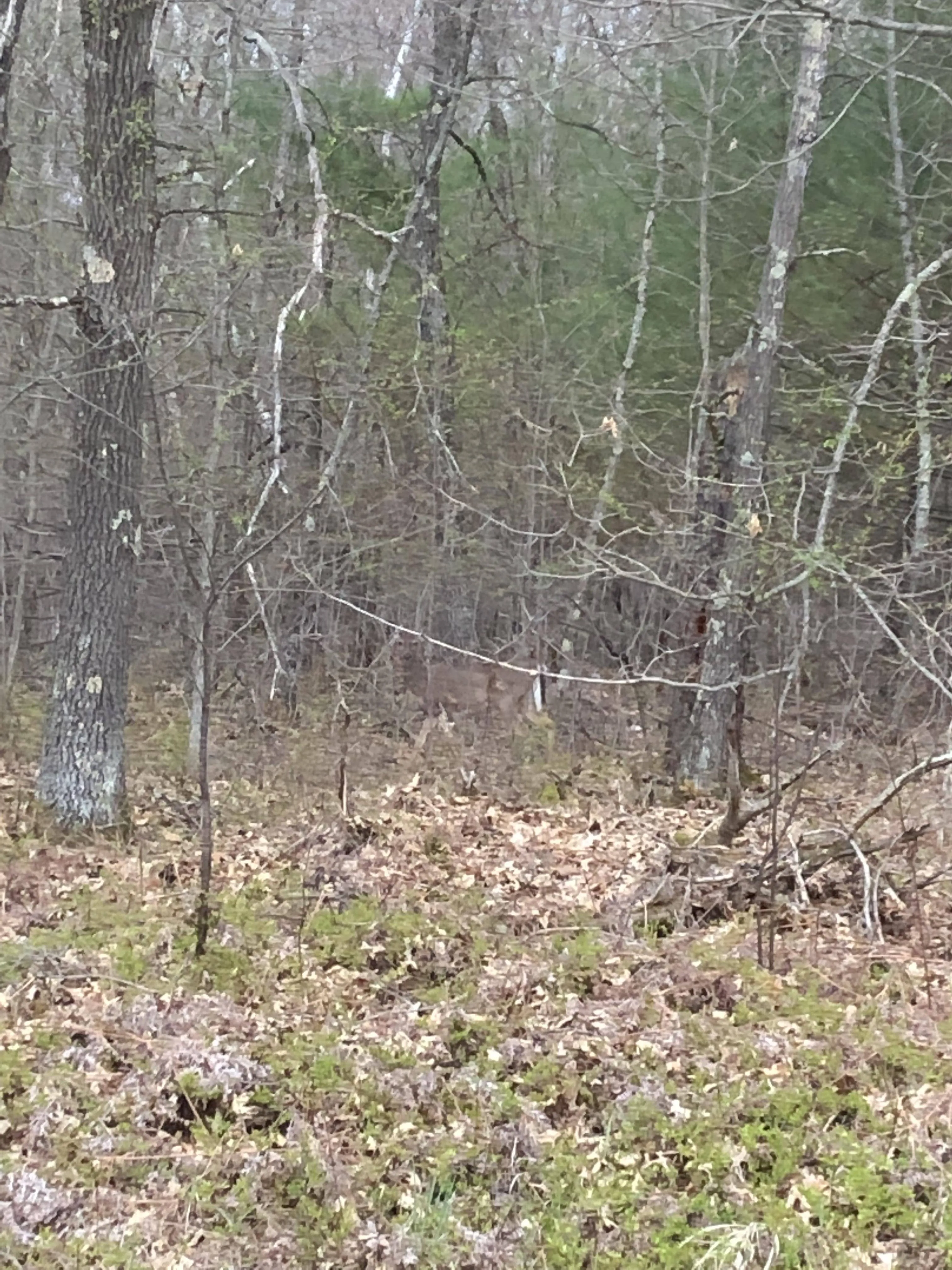find Deer 3