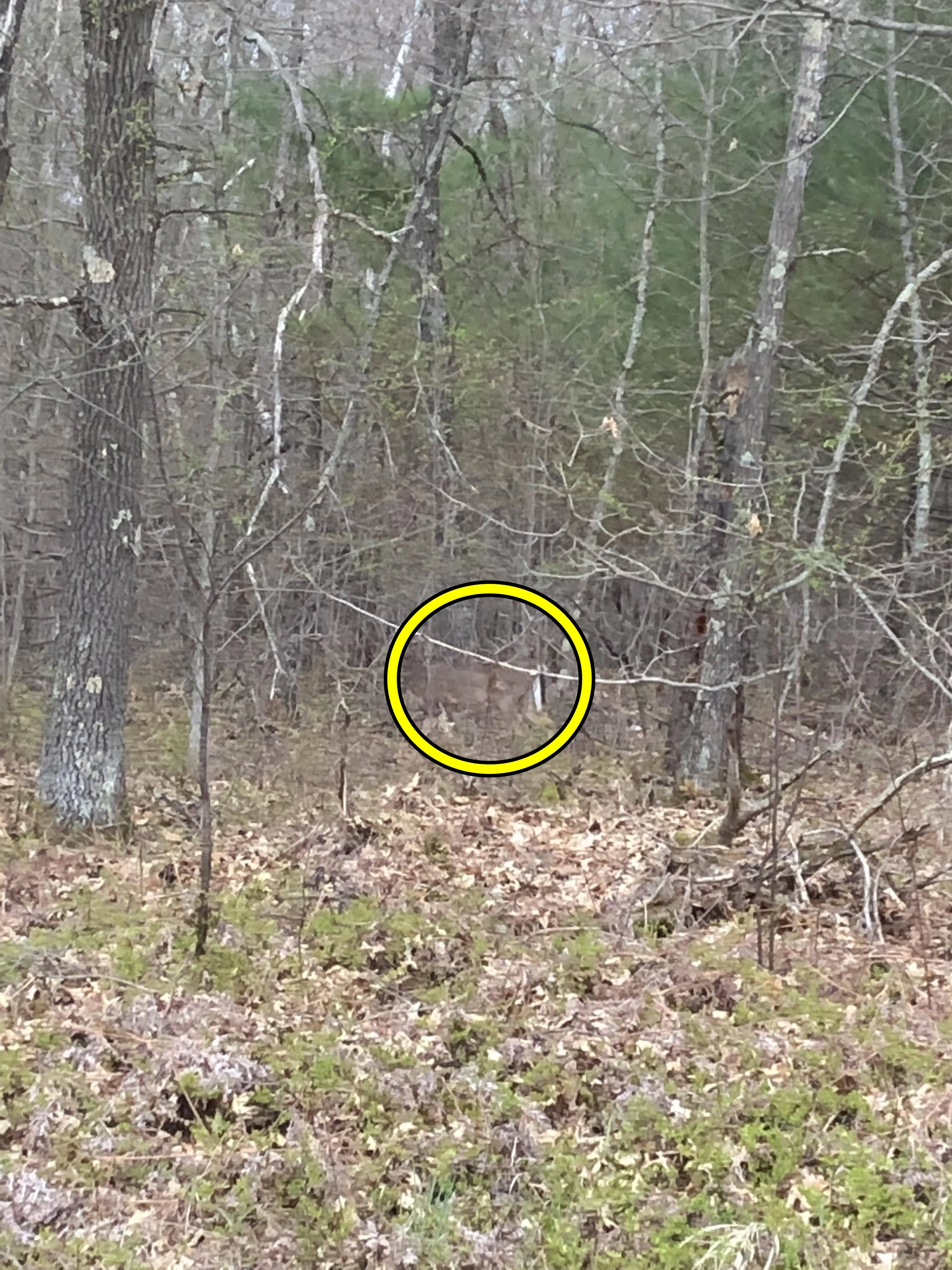 find Deer 3