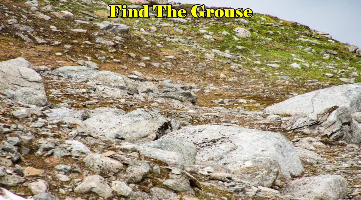 Grouse 3