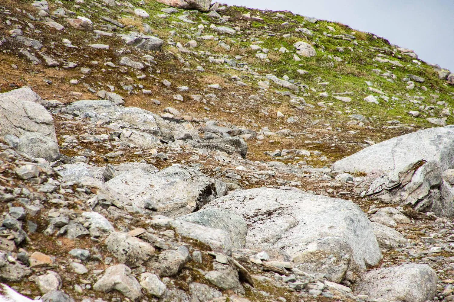 Grouse 3