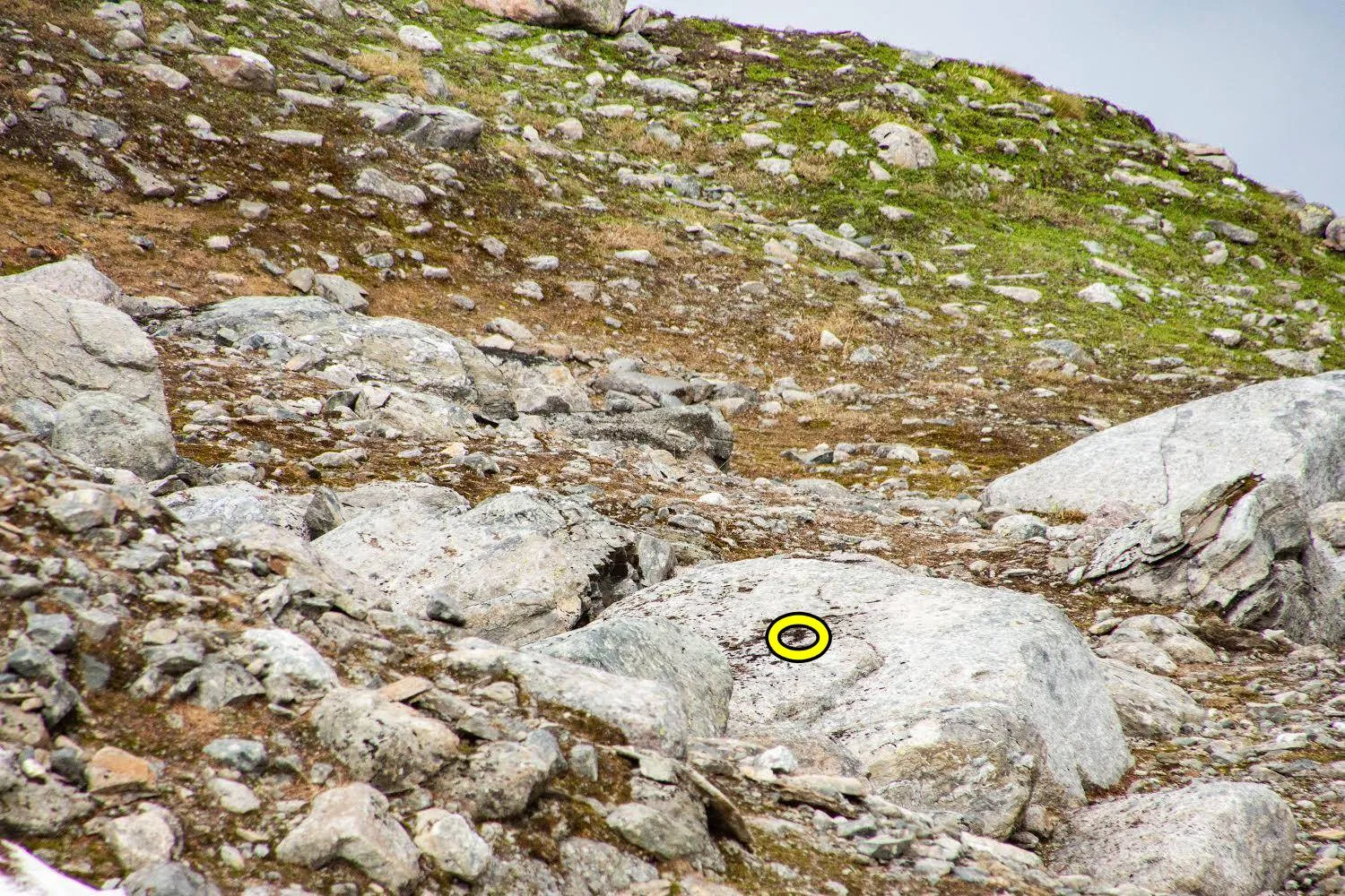 Grouse 3