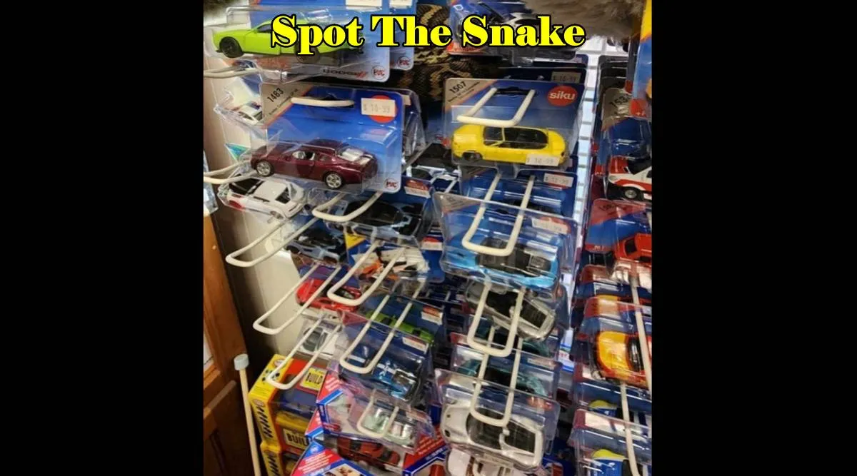 Spot Snake