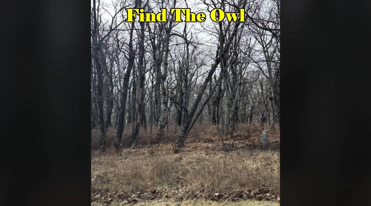 Find Owl 3xy