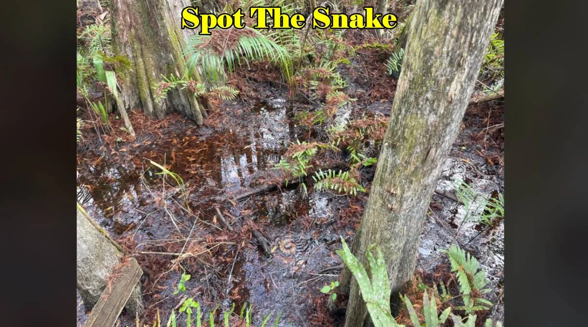 Spot The Snake boy 3