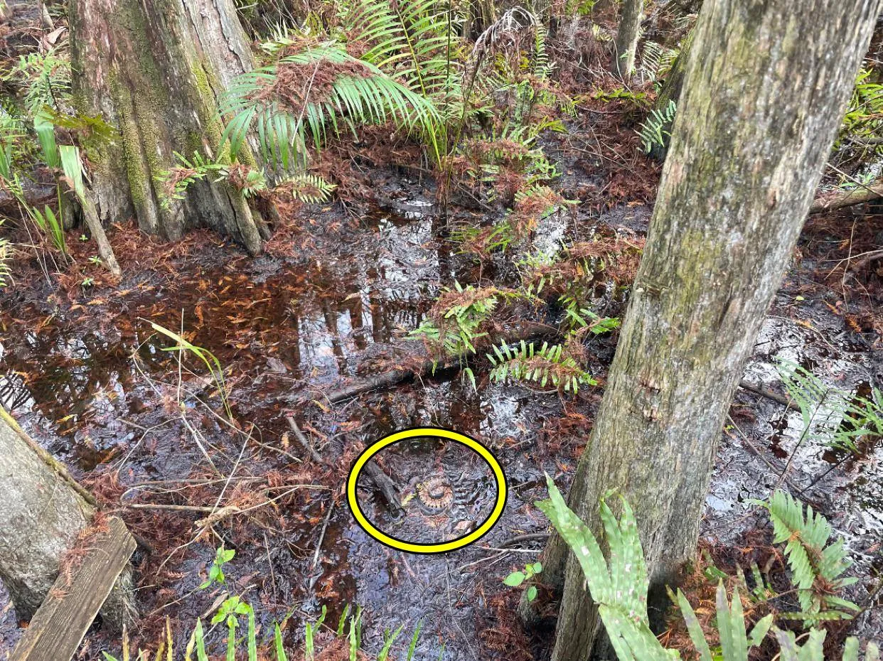 Spot The Snake boy 3
