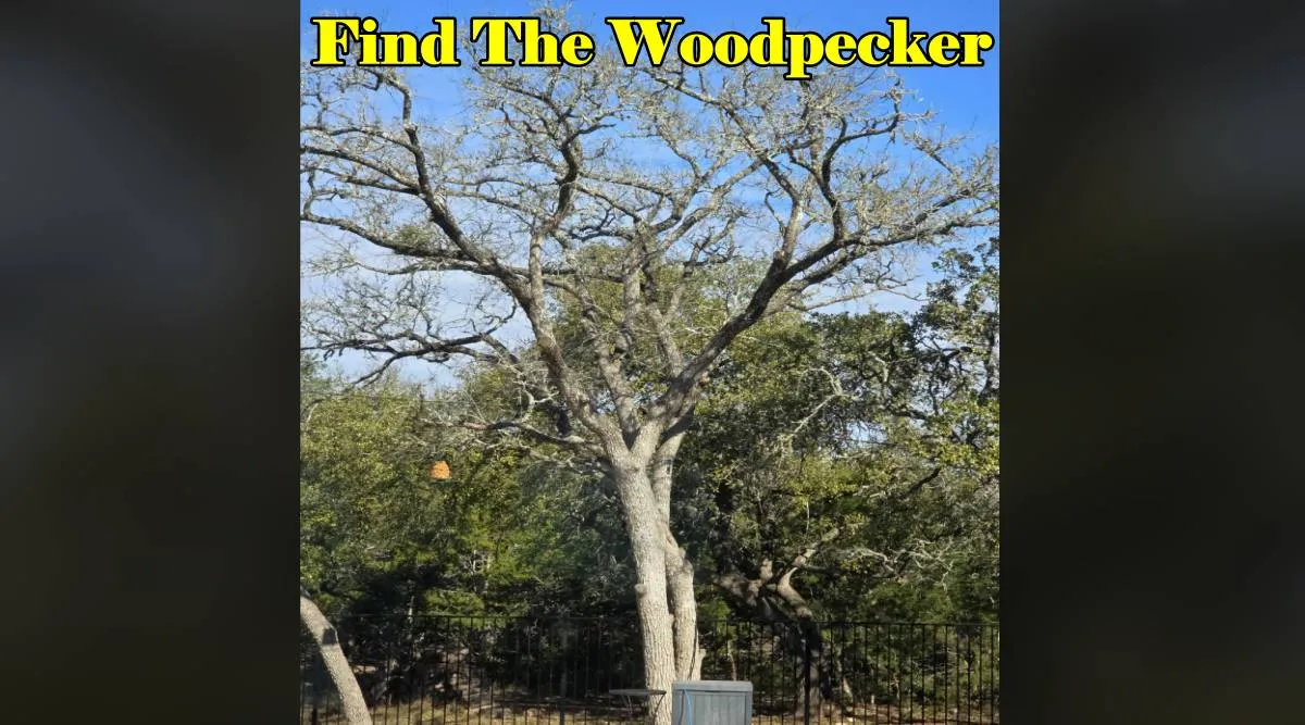 woodpecker 1x