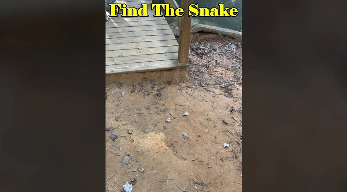 Hidden Snake 3
