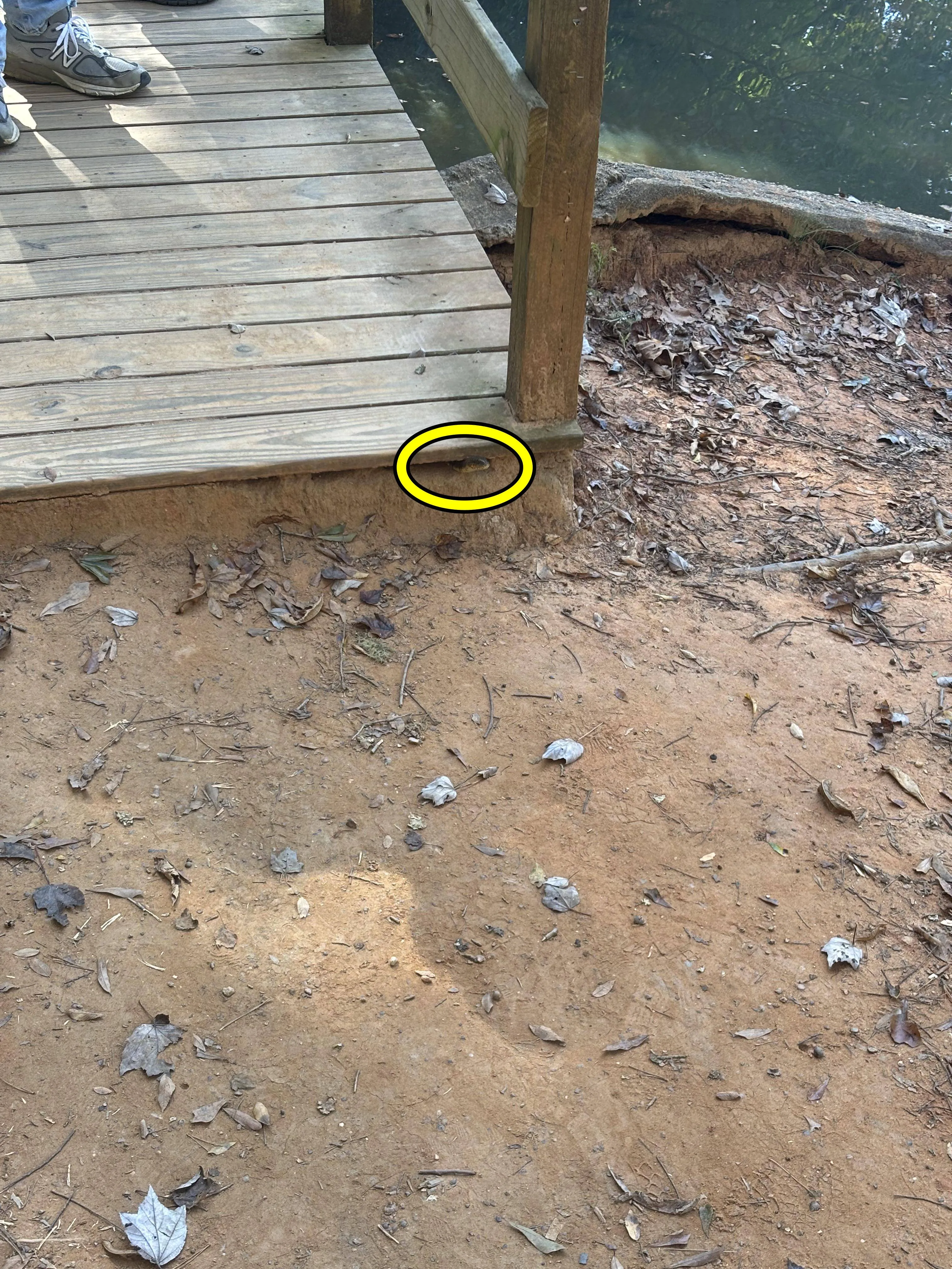 Hidden Snake 3