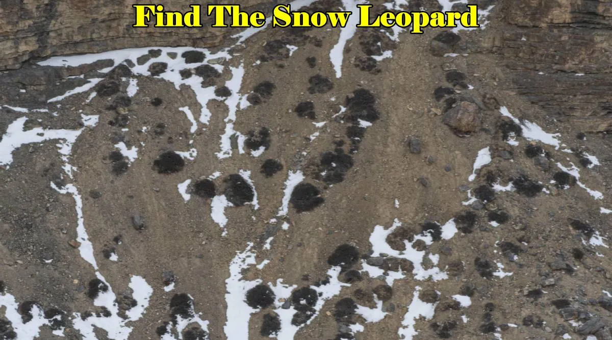 Find Snow Leopard 3