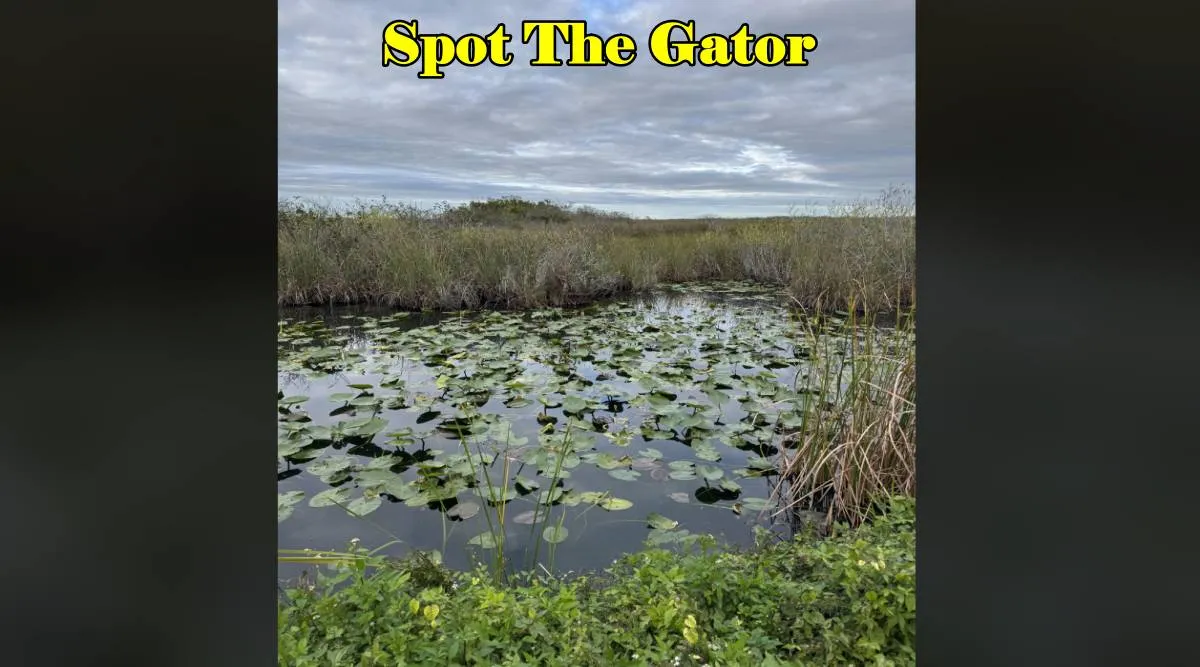 Gator 