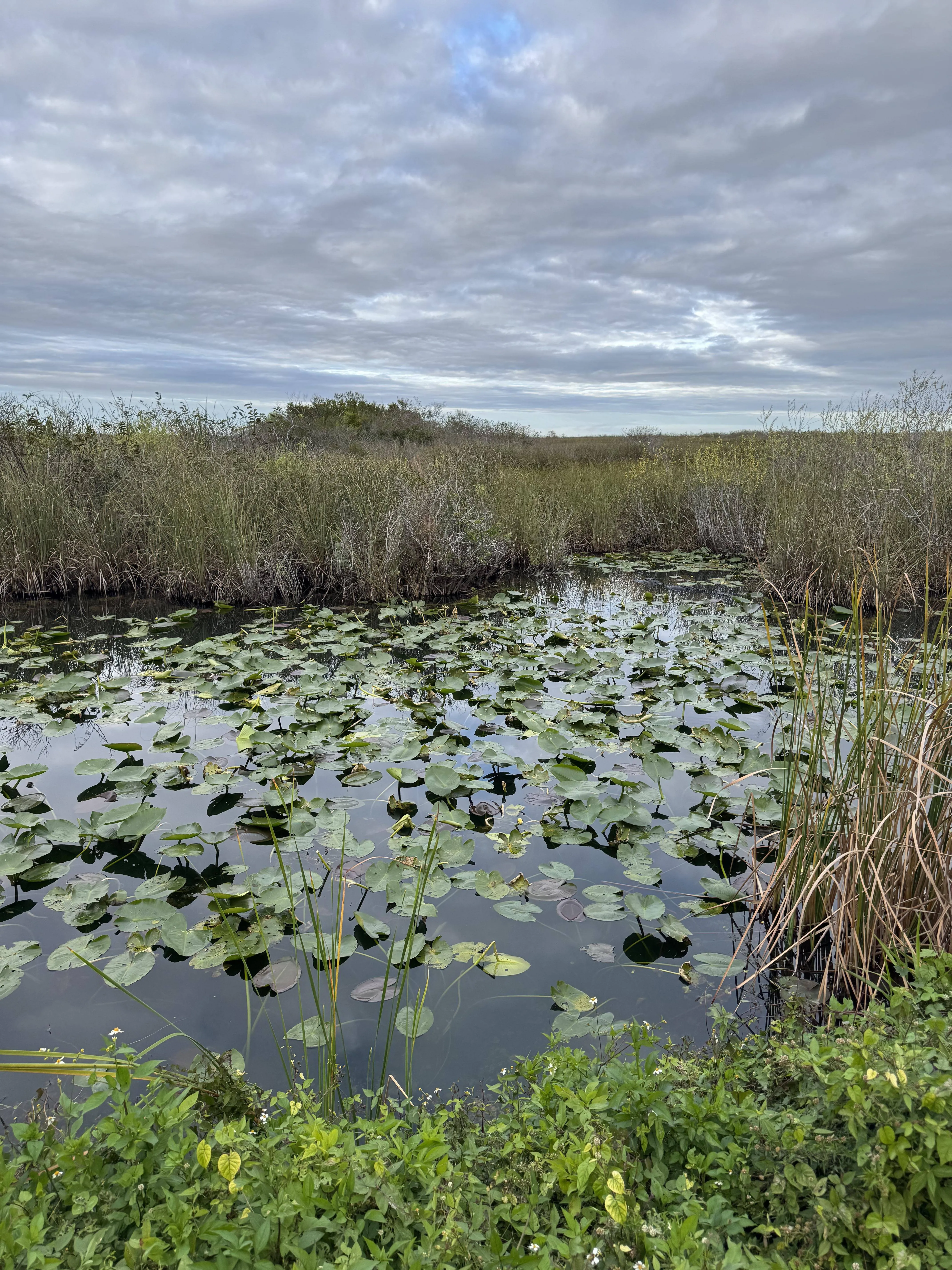 Gator 