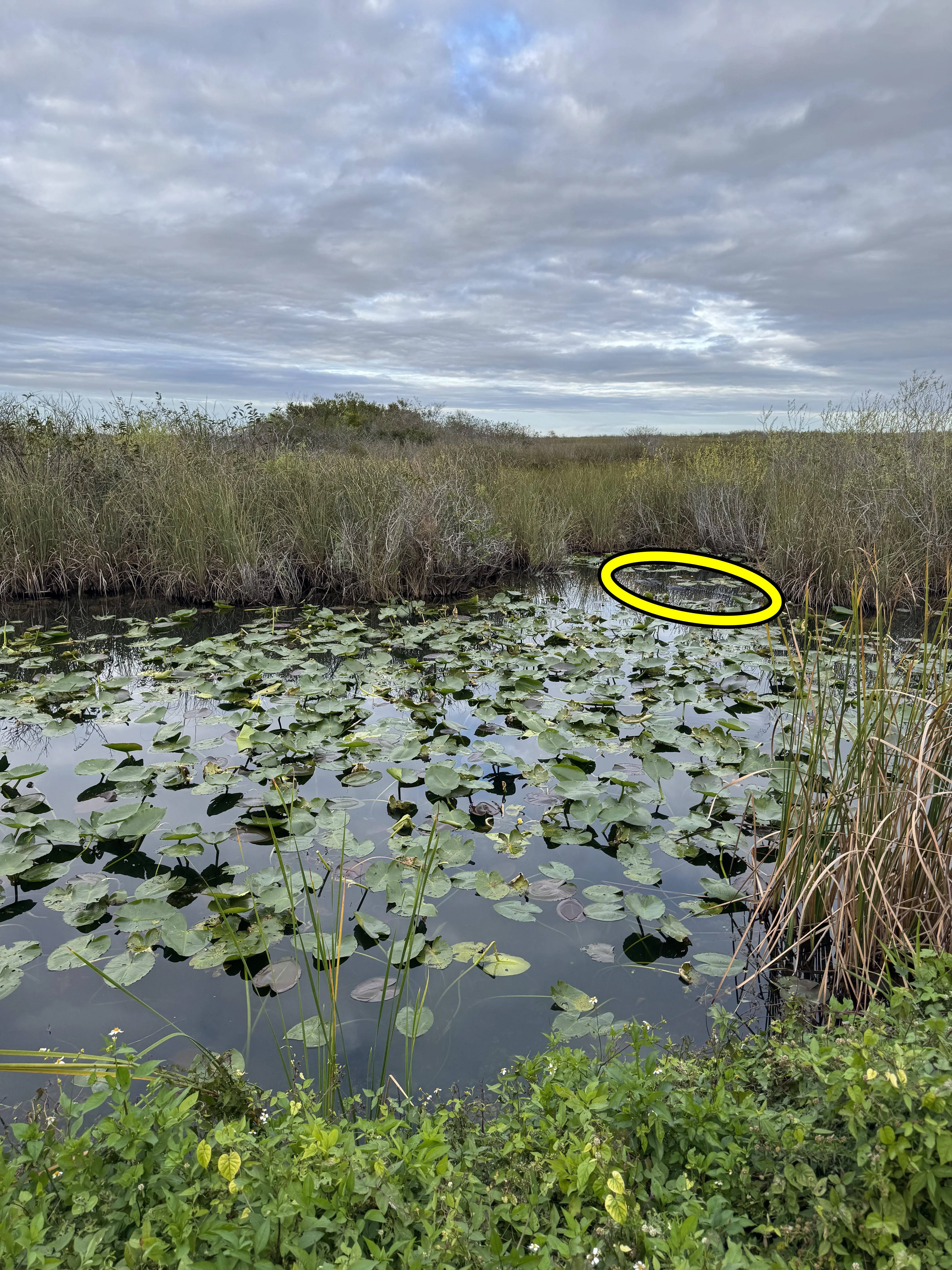 Gator 
