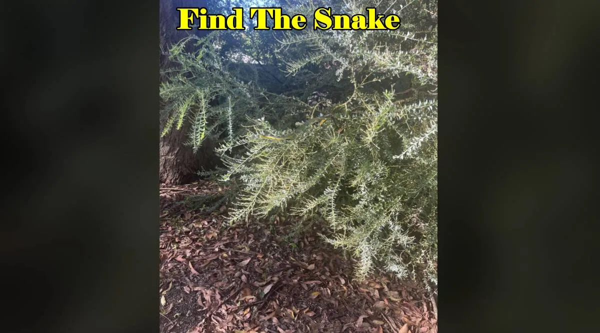 Snake find here 1