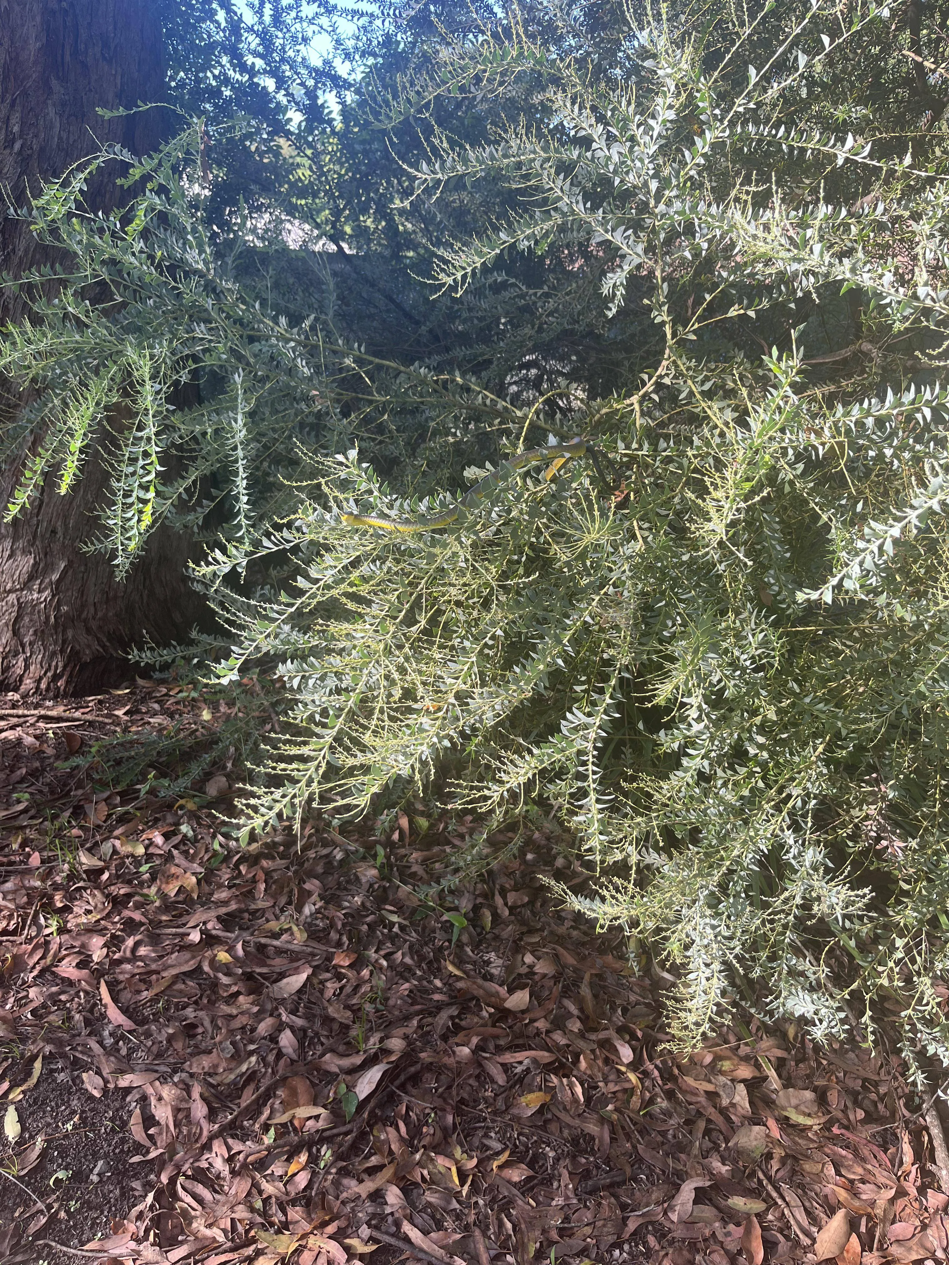 Snake find here 3