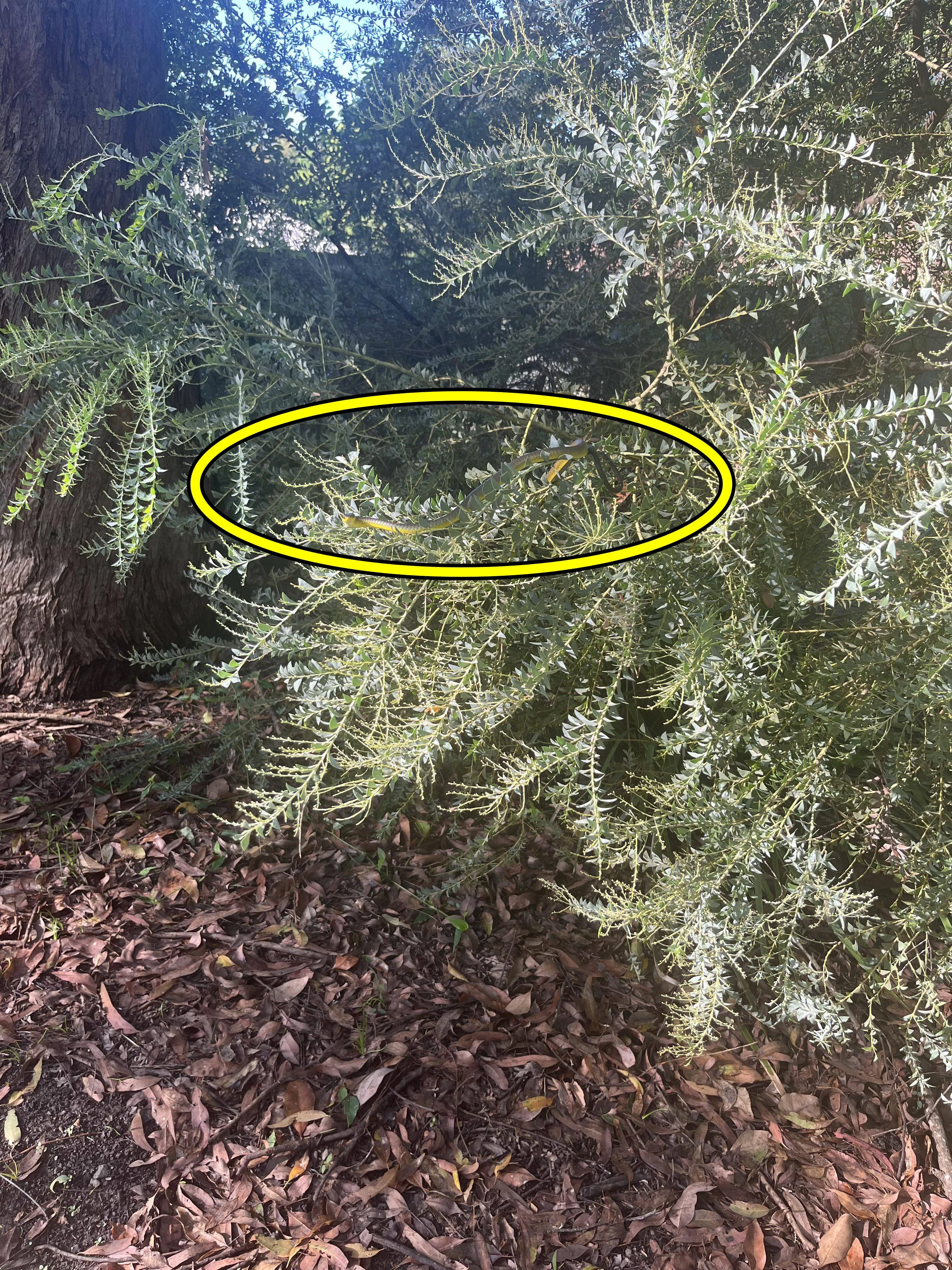 Snake find here 3