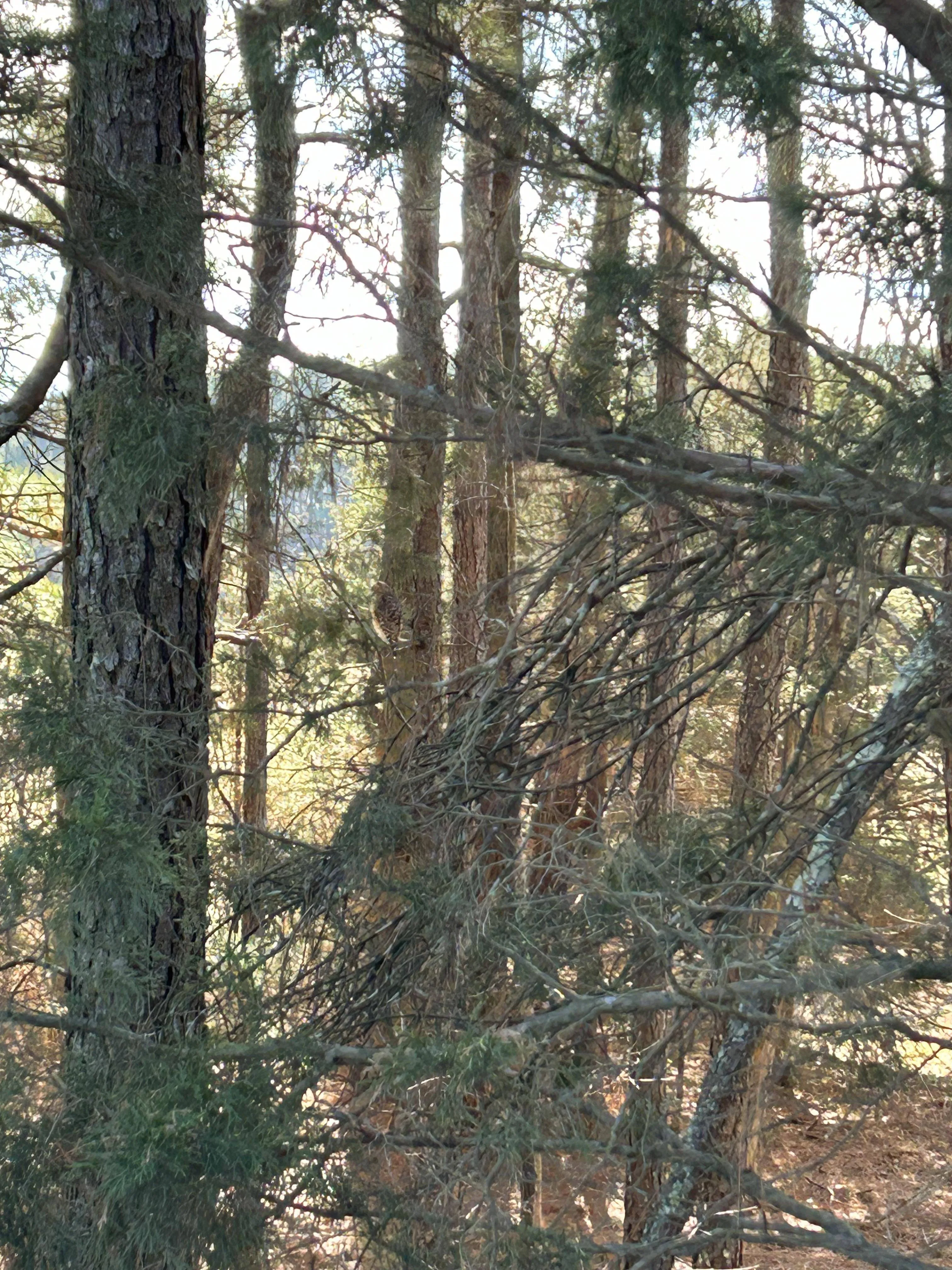 Find The Hawk