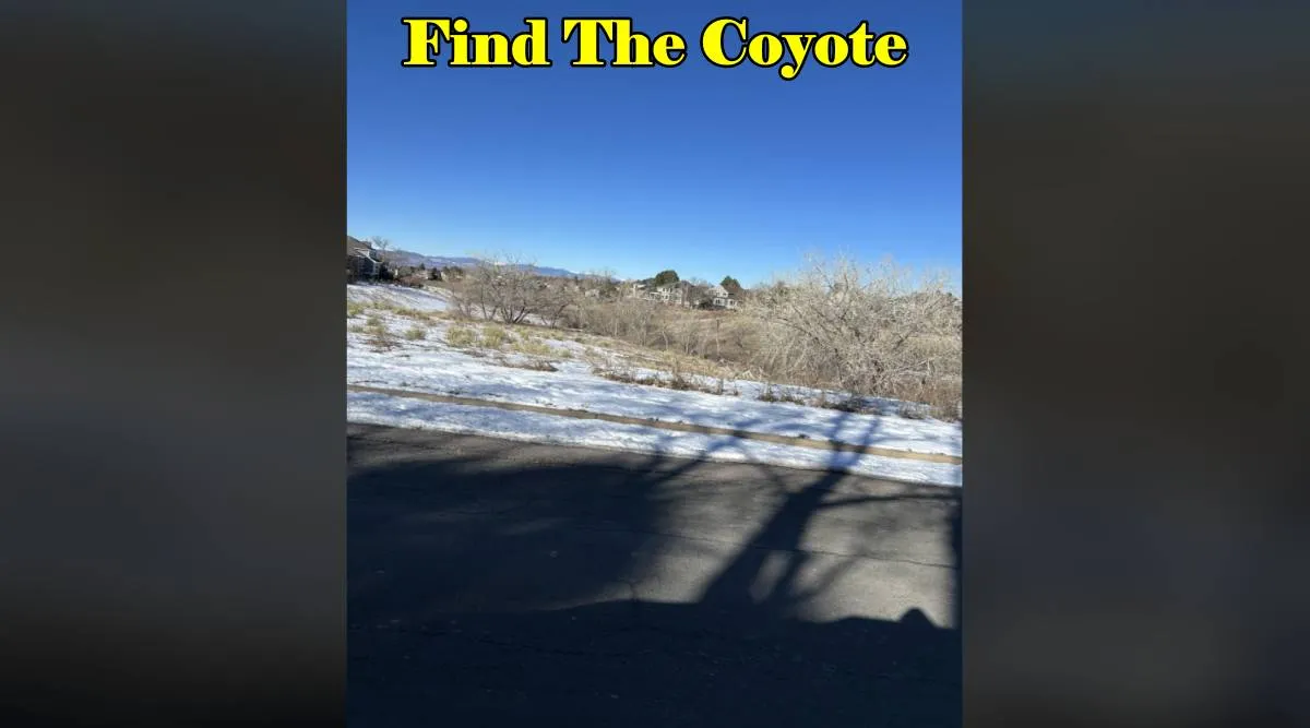 Find The Coyote 3