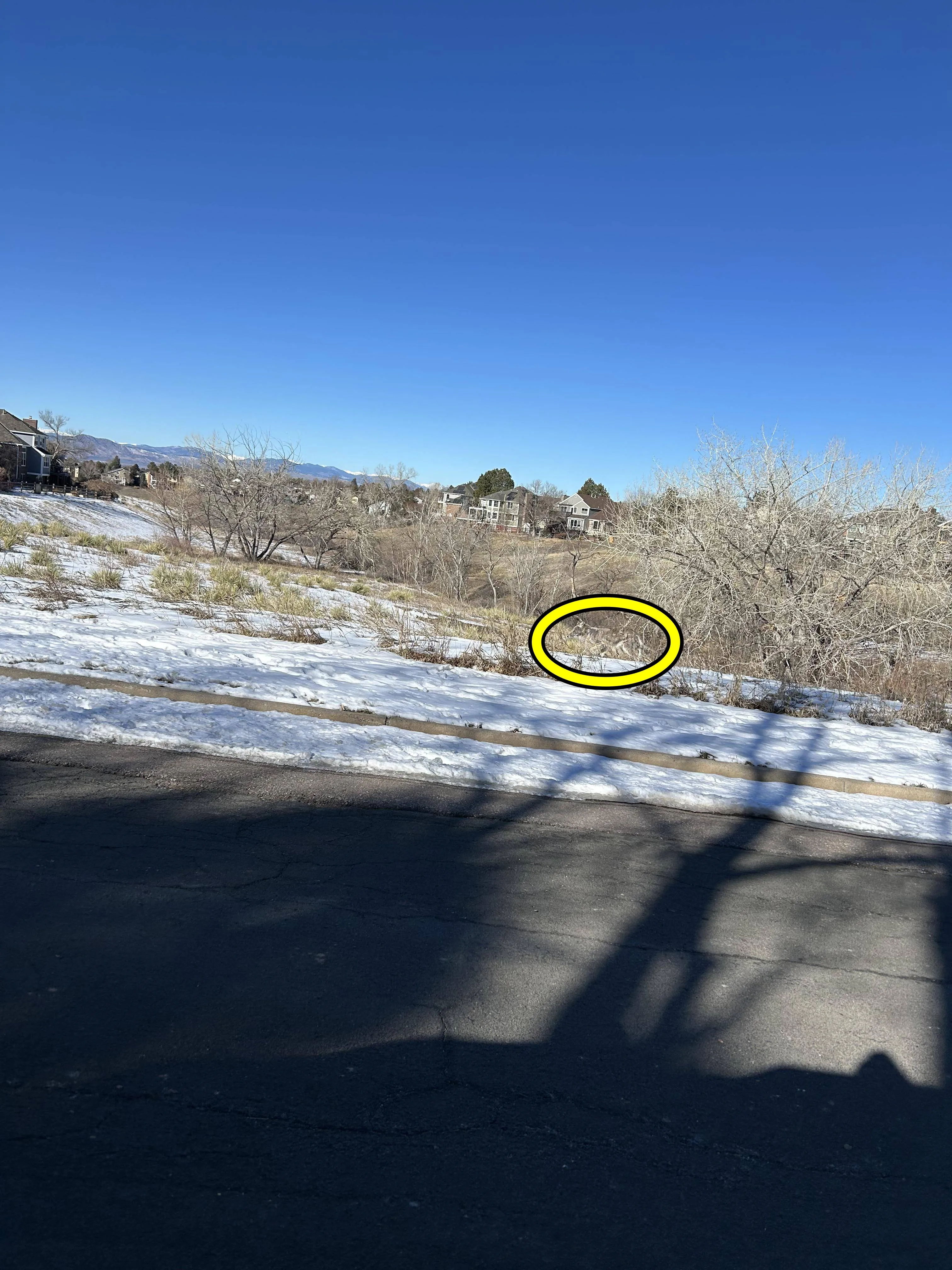 Find The Coyote 3