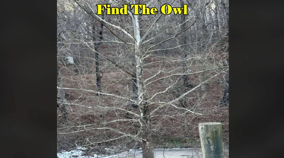 can find owl 2