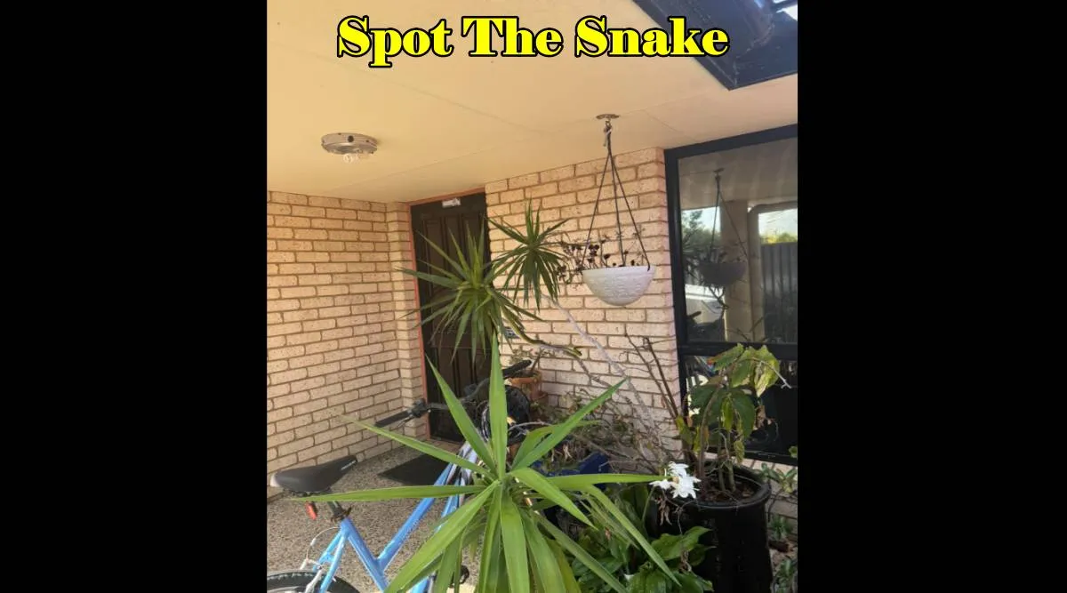Snake find pls 3