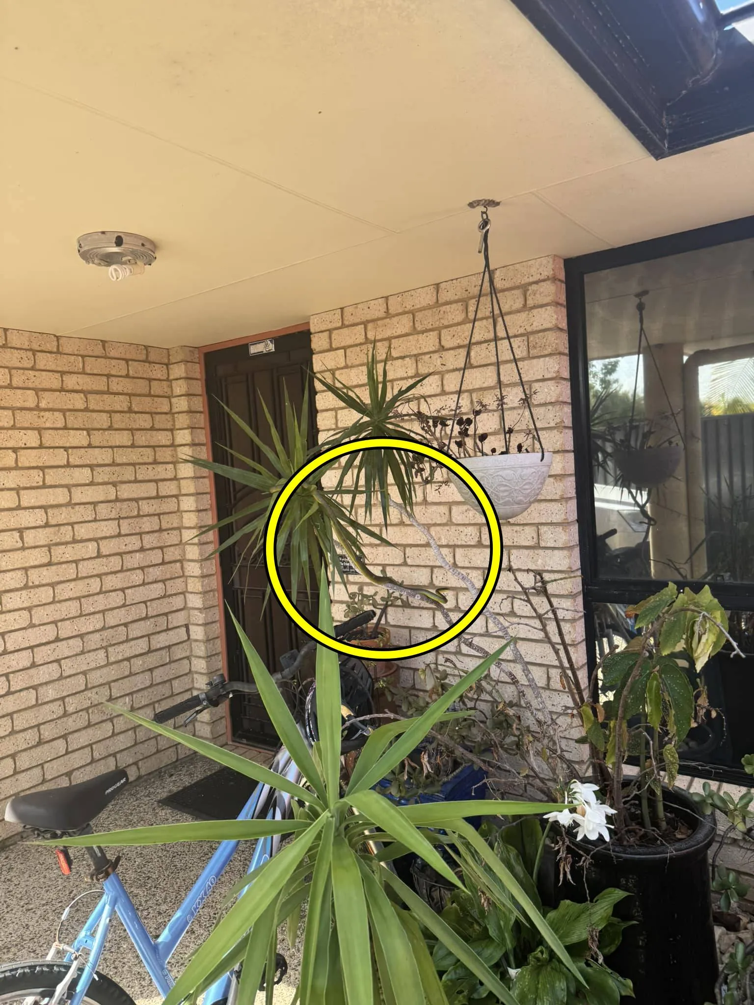 Snake find pls 3