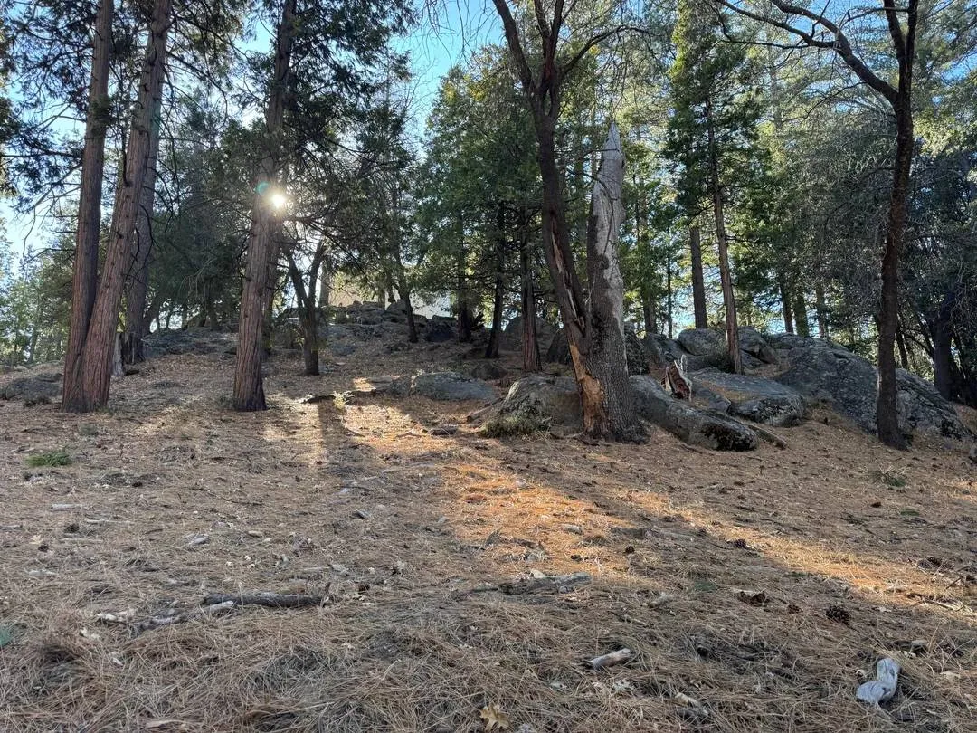 Find the two deer 