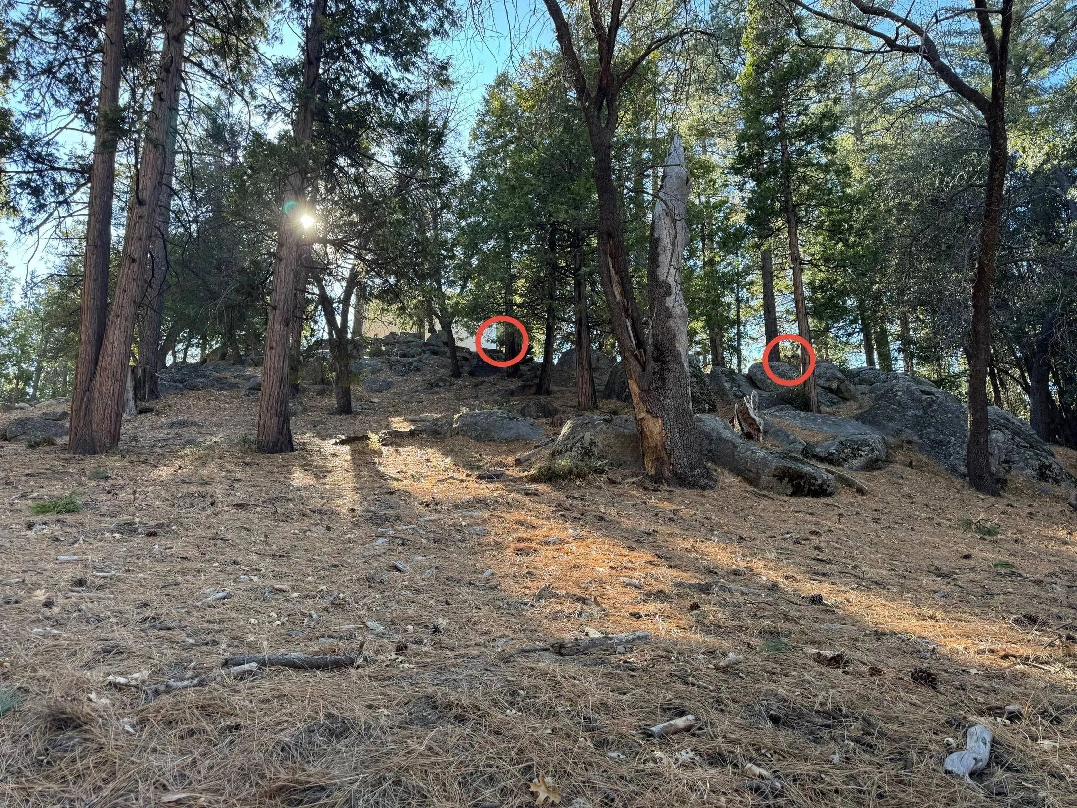 Find the two deer 