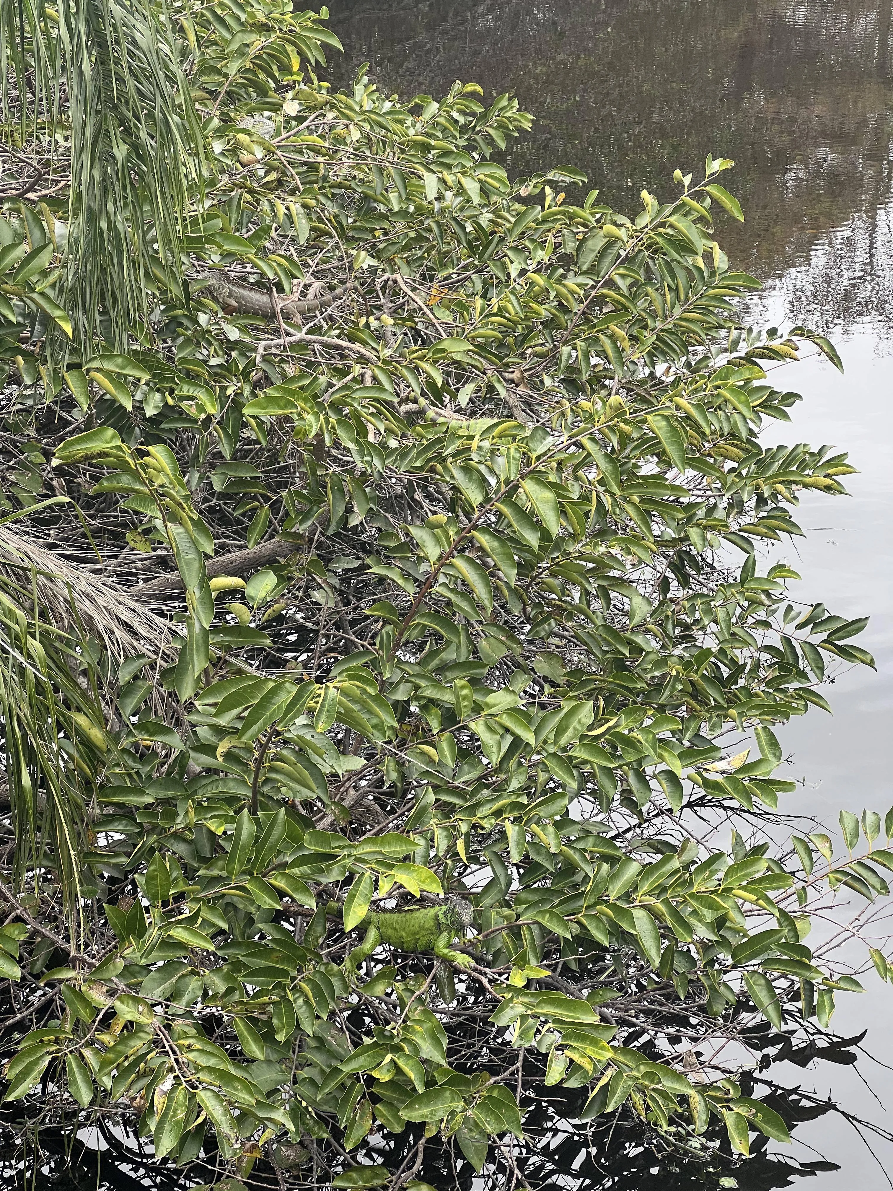 Find 4 Iguana 3