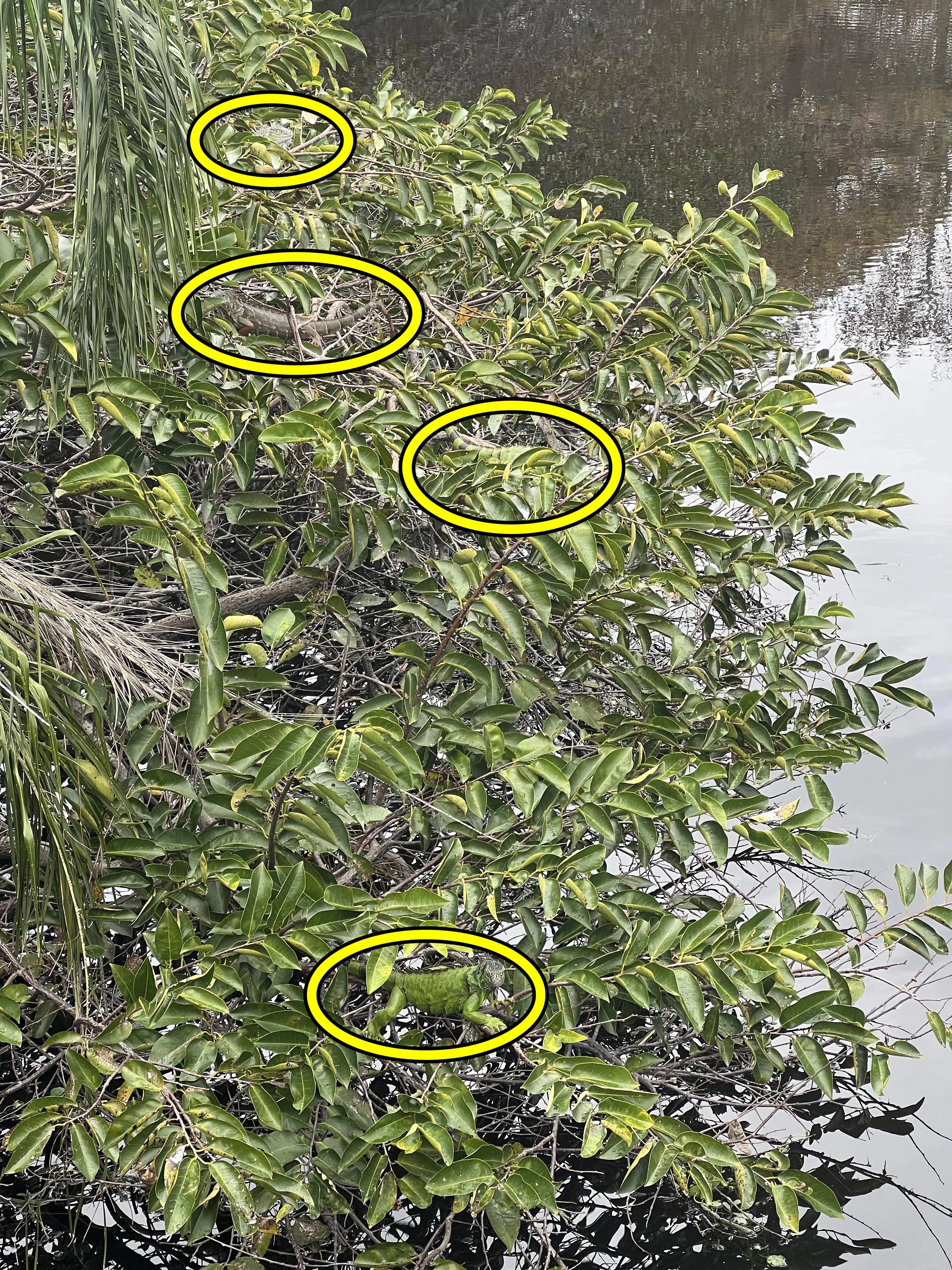 Find 4 Iguana 3