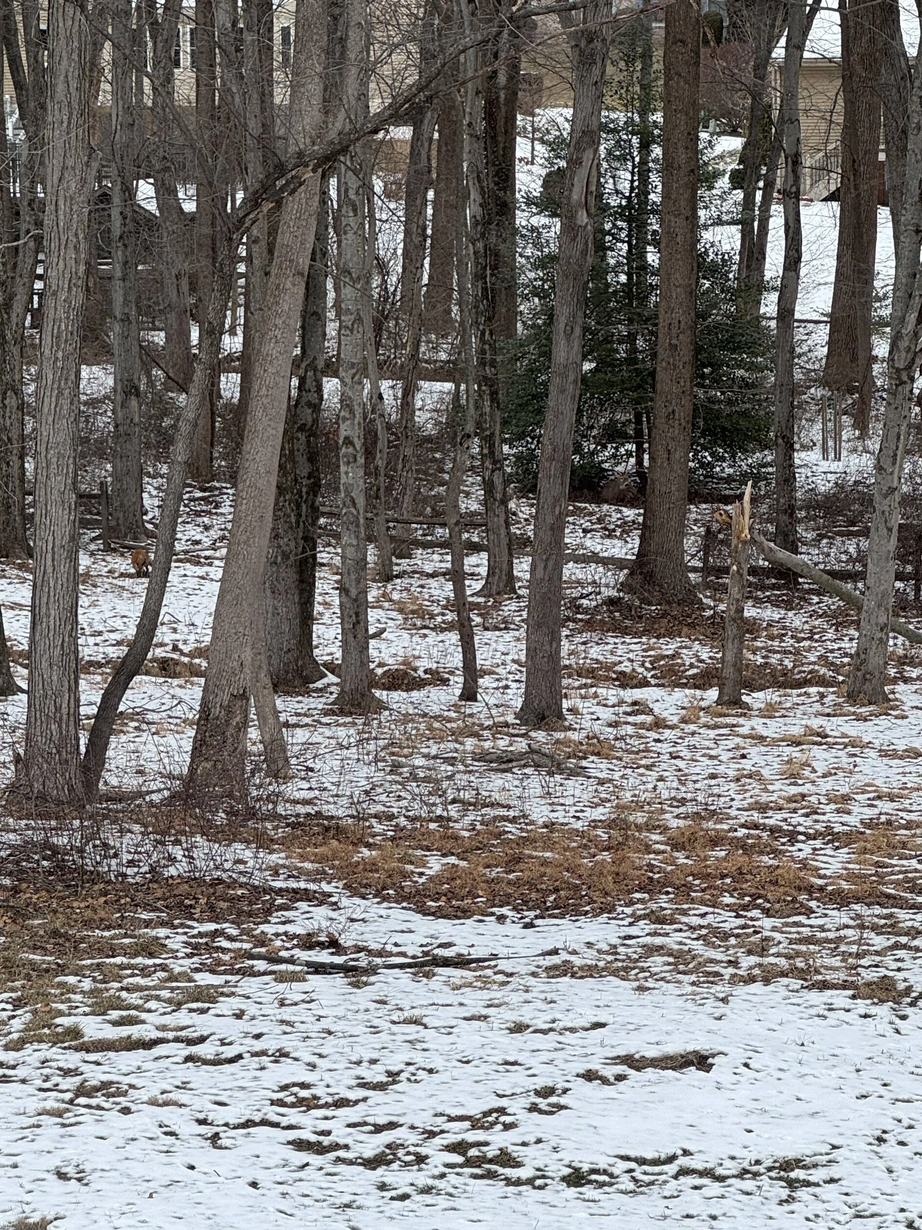 Fox where 3
