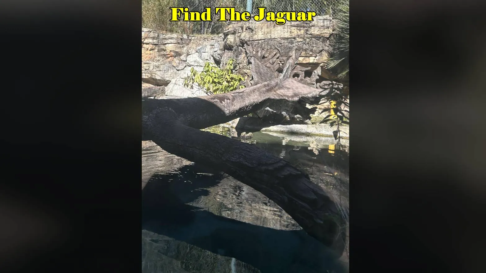 Find The Jaguar