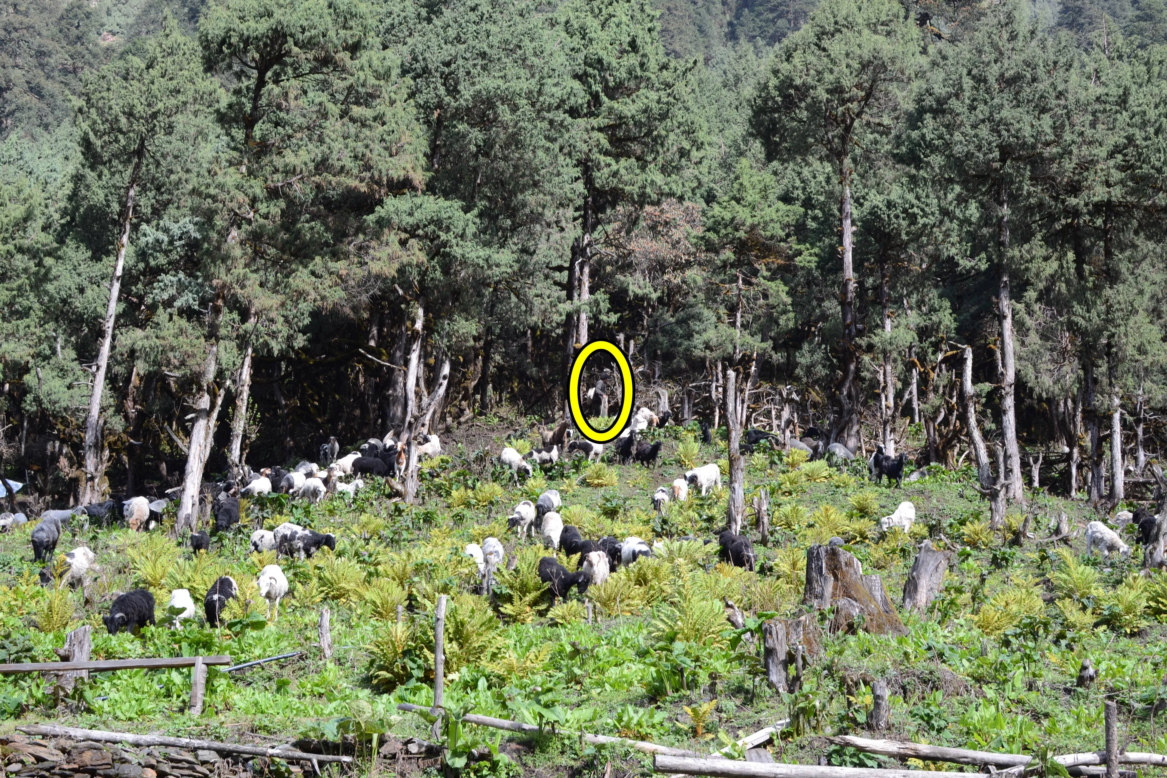 Find The Sheperd