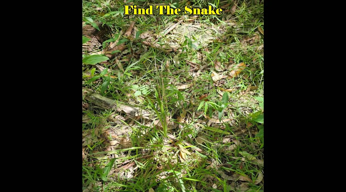Pointout snake 3