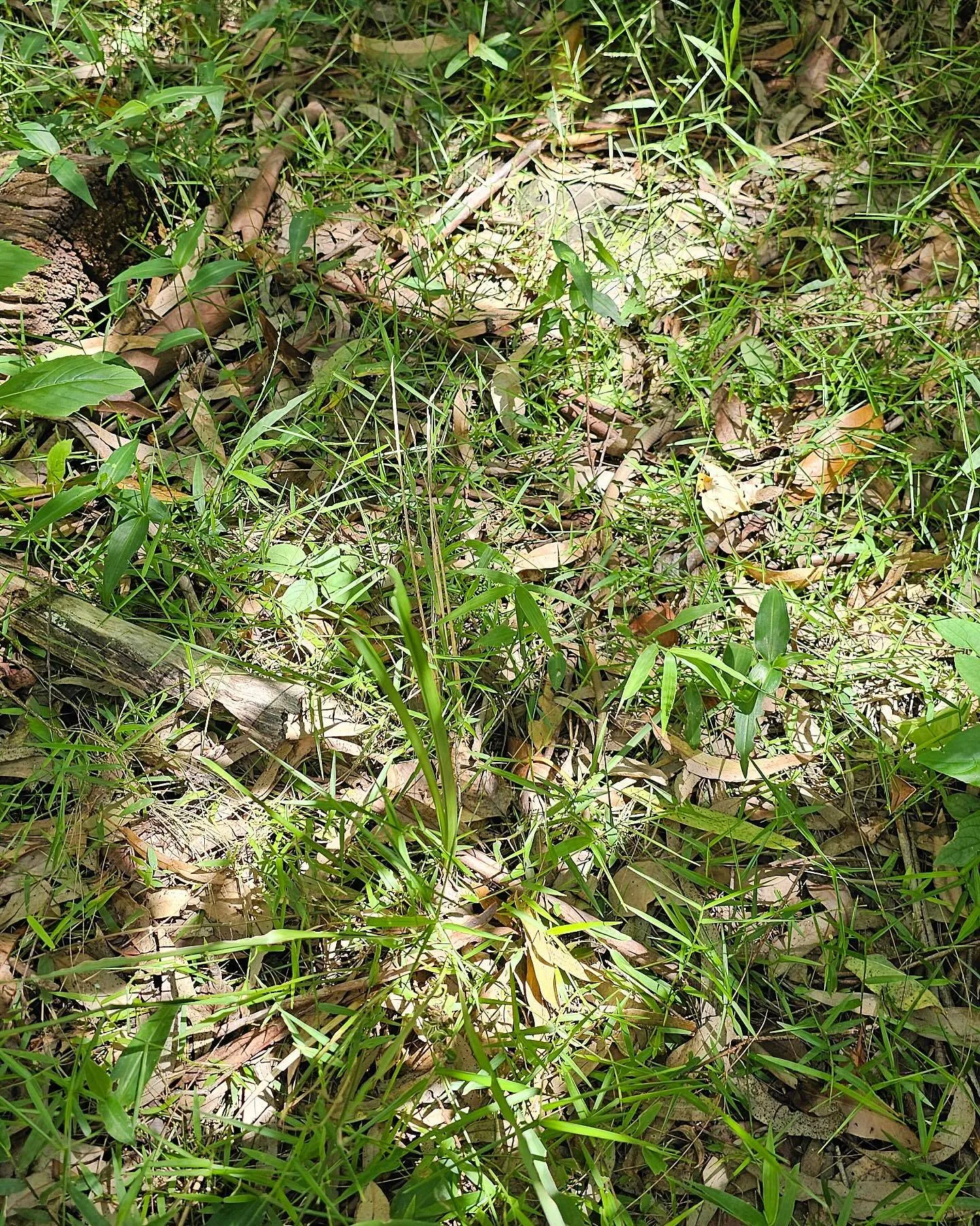 Pointout snake 3