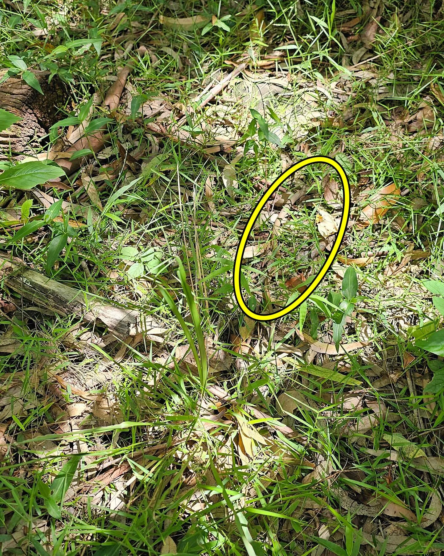 Pointout snake 3