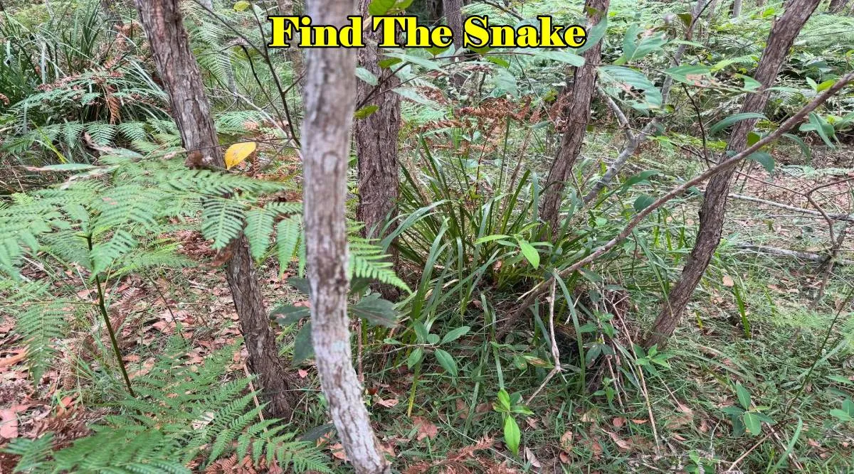 Discover Snake 