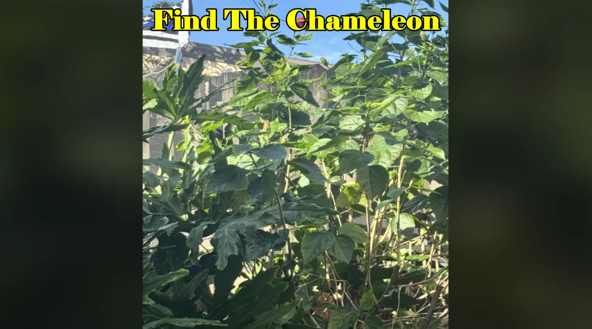 Find the chameleon