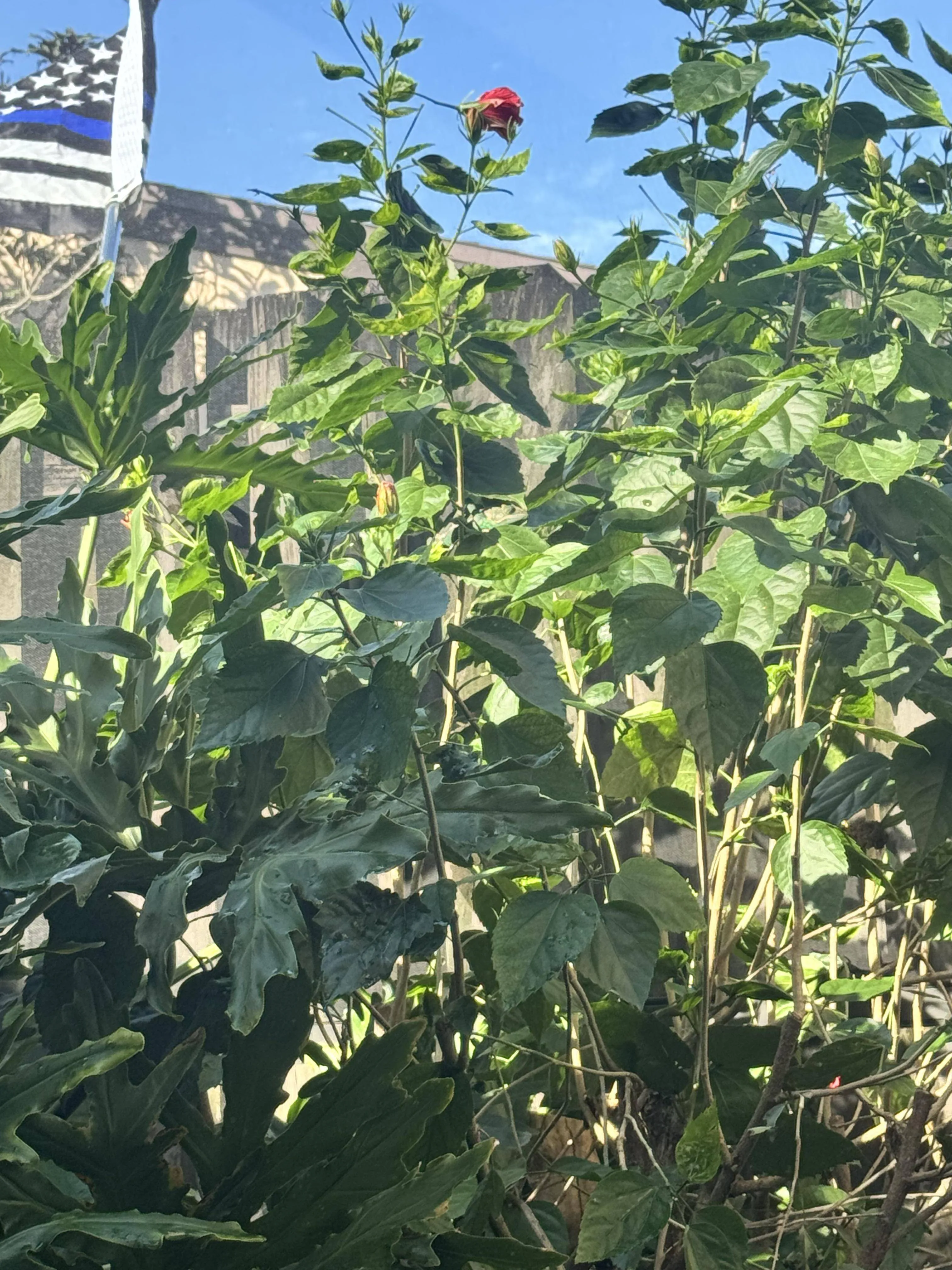 Find the chameleon