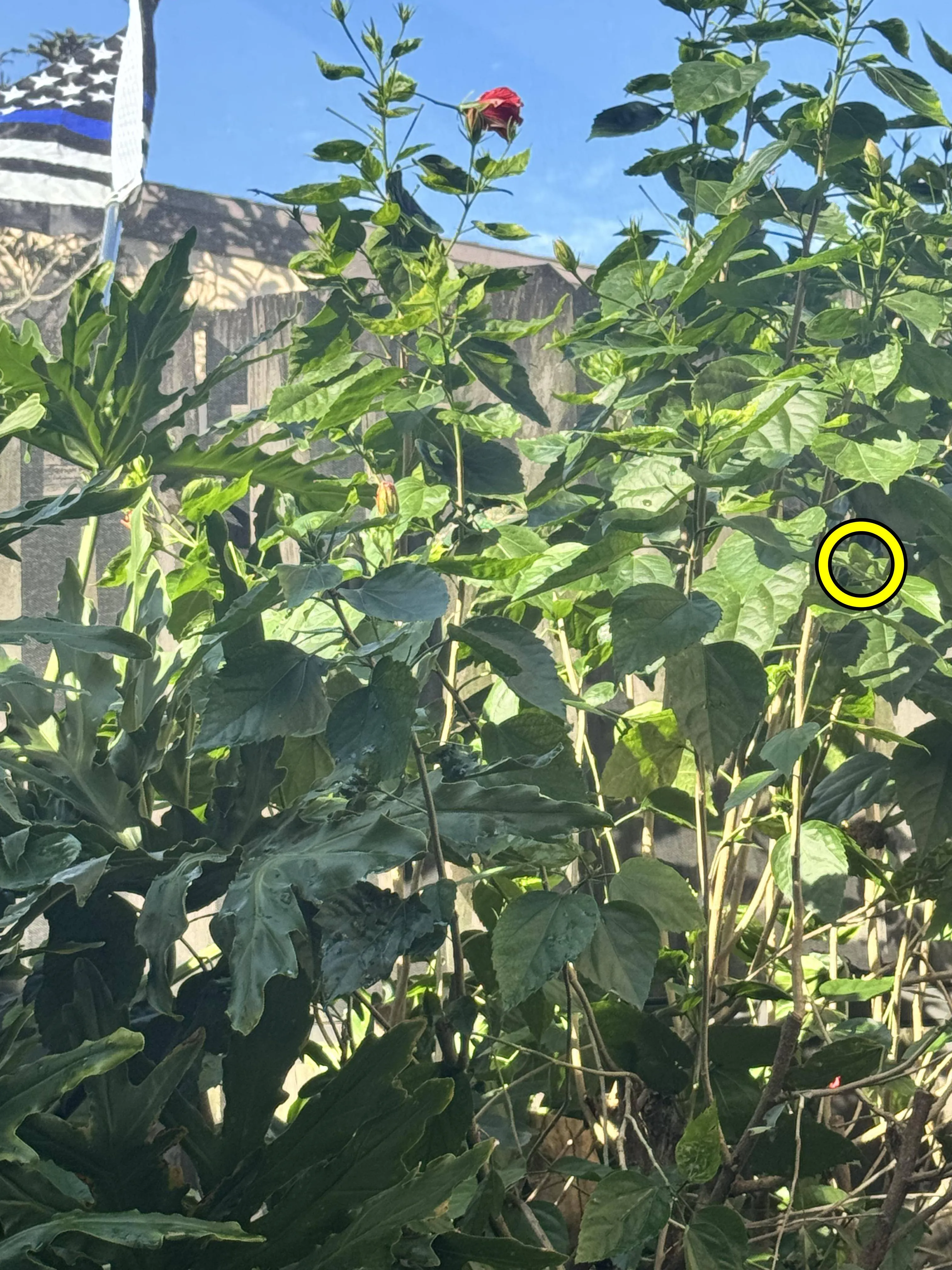 Find the chameleon