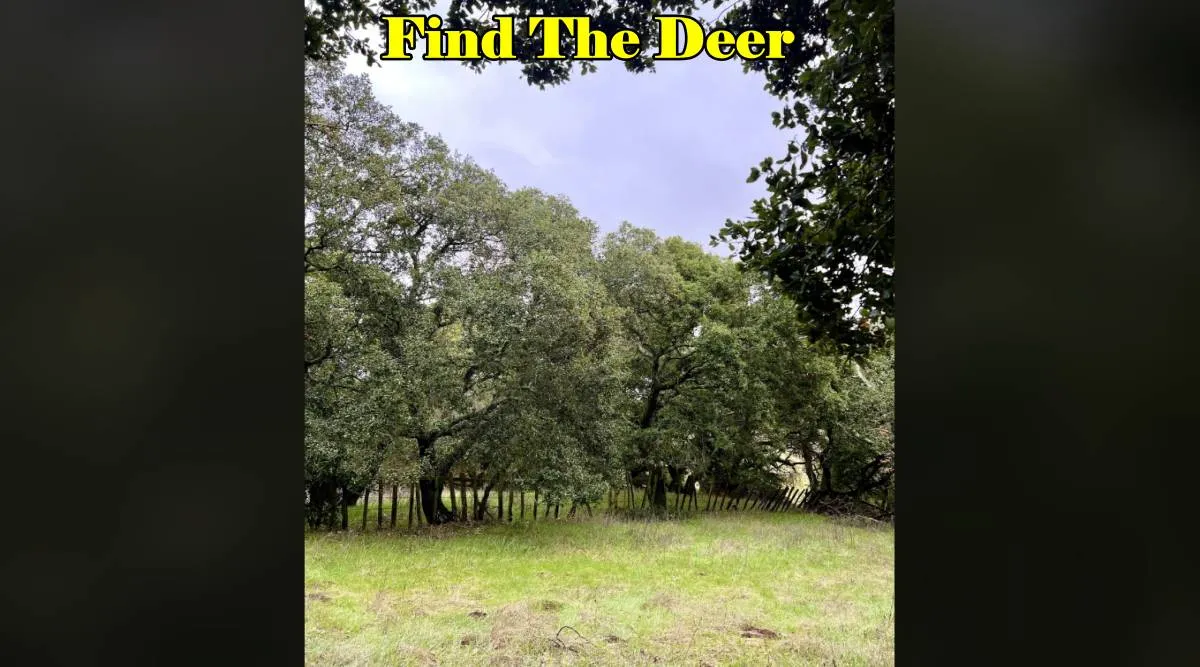 Spot the Deer