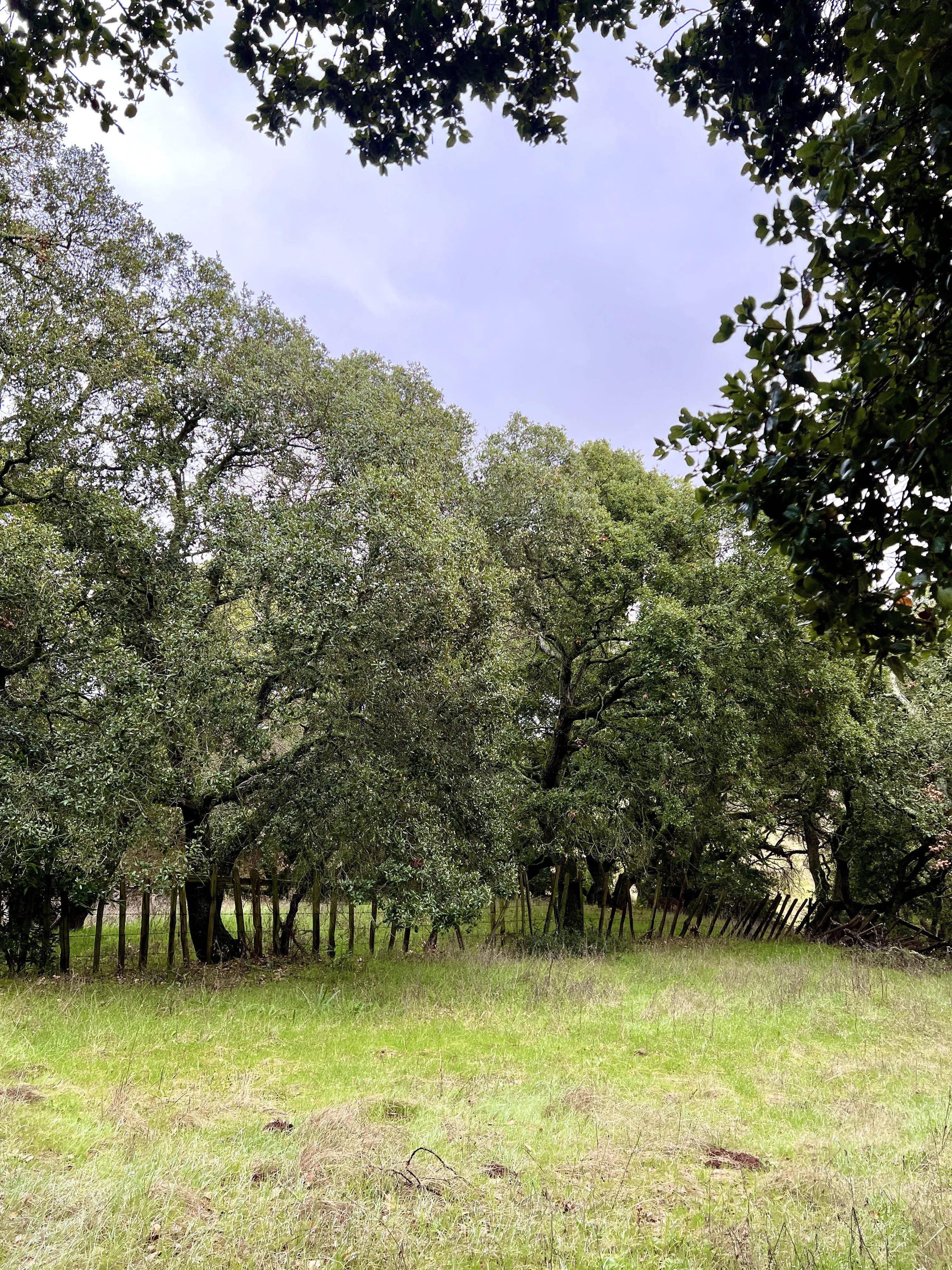 Spot the Deer