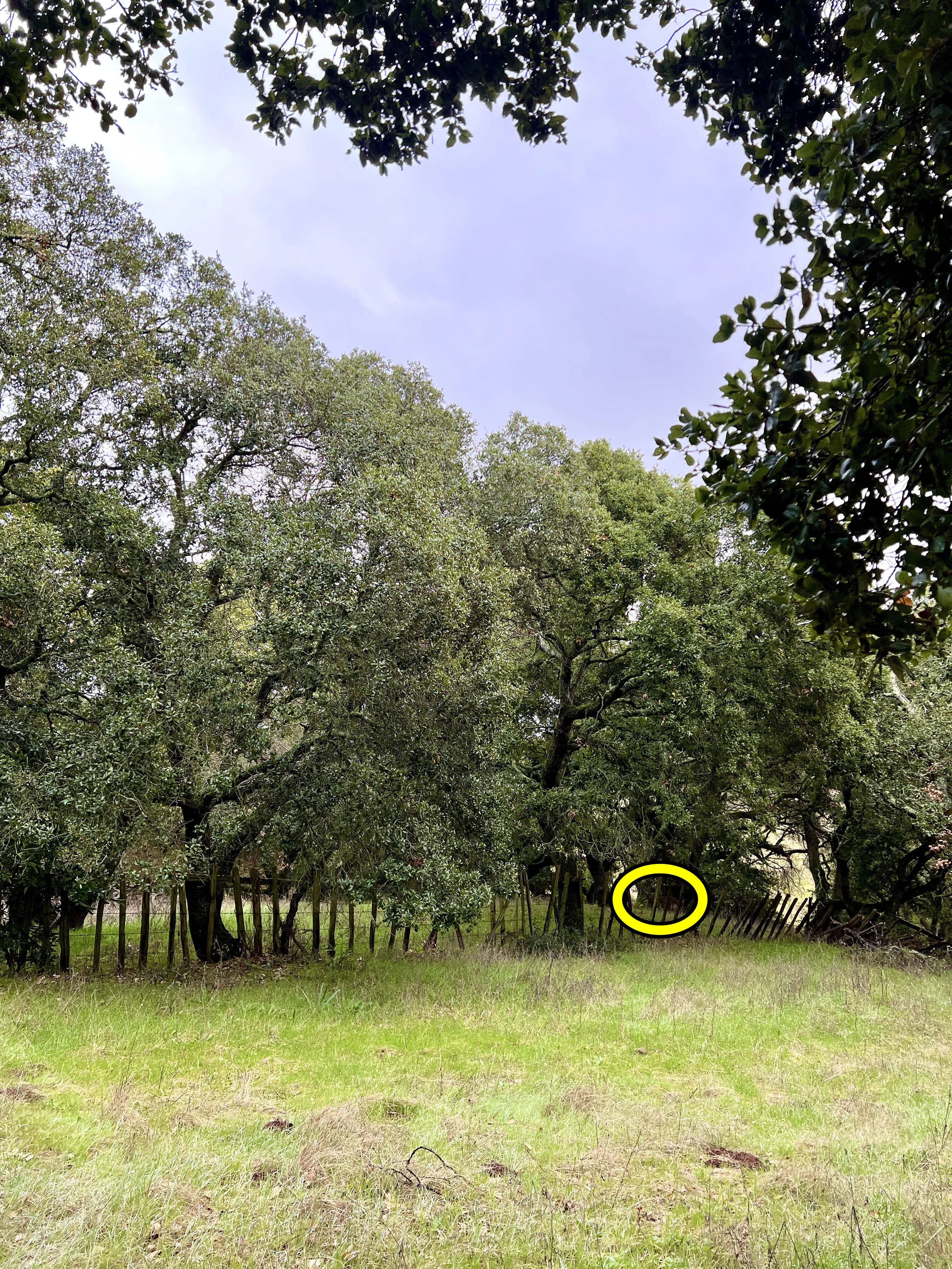 Spot the Deer