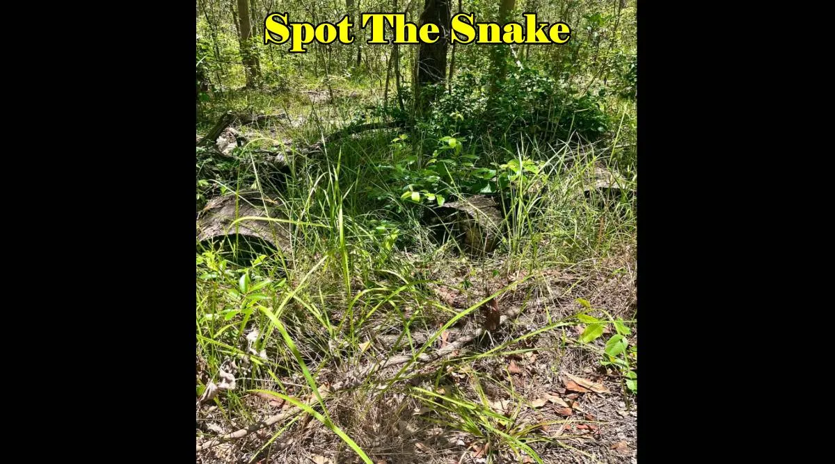 Snake K3