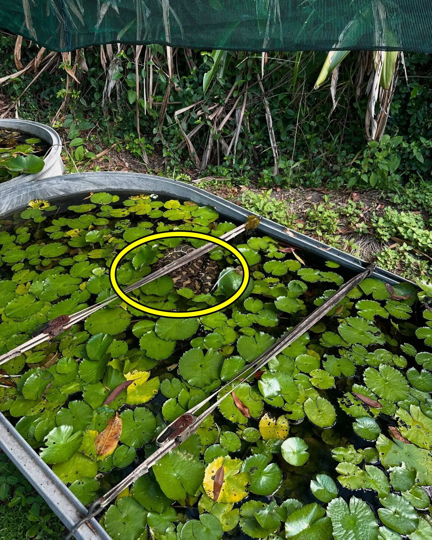 Snake lilly